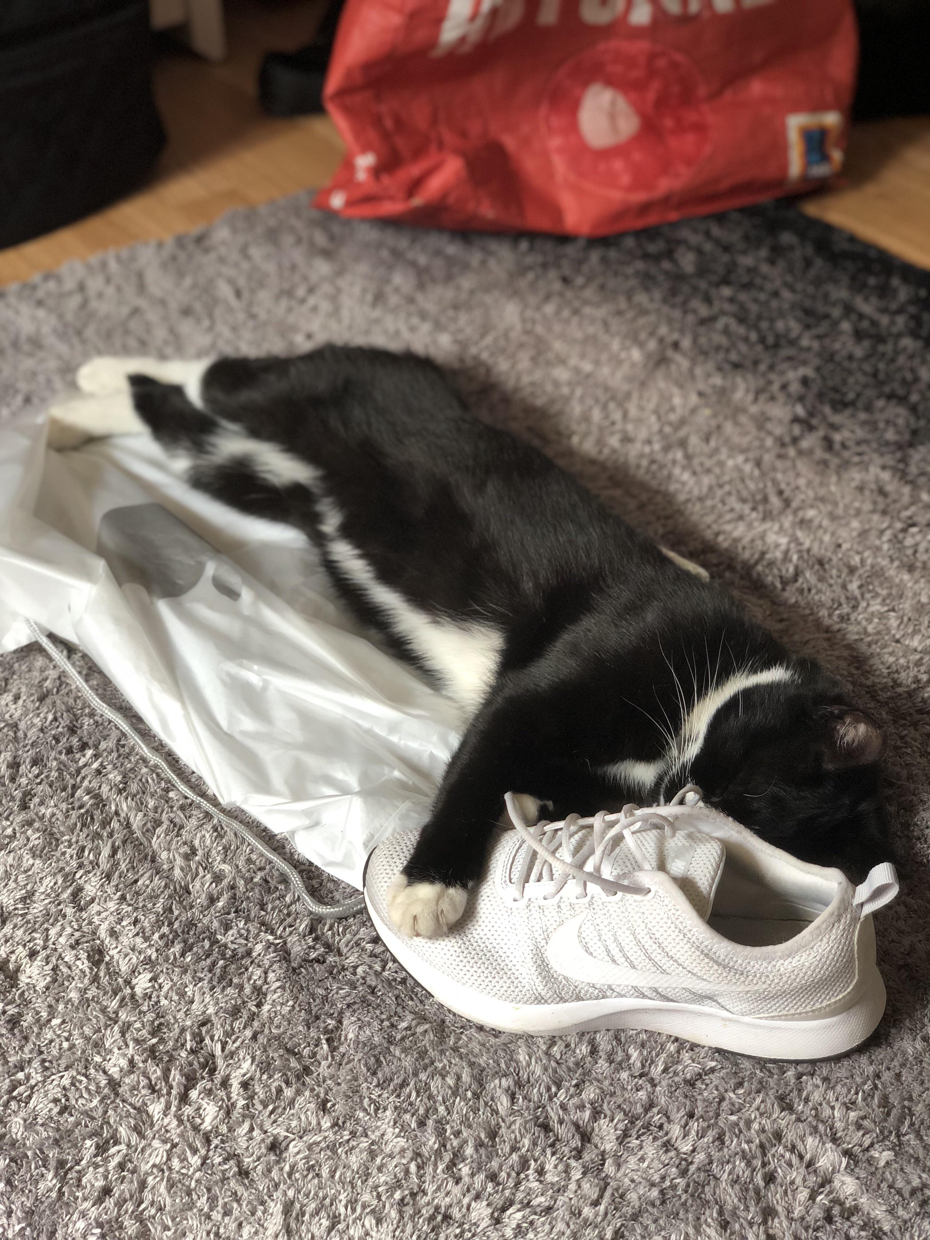 This is my cat and he fell asleep like this on my shoe. Just thought I
