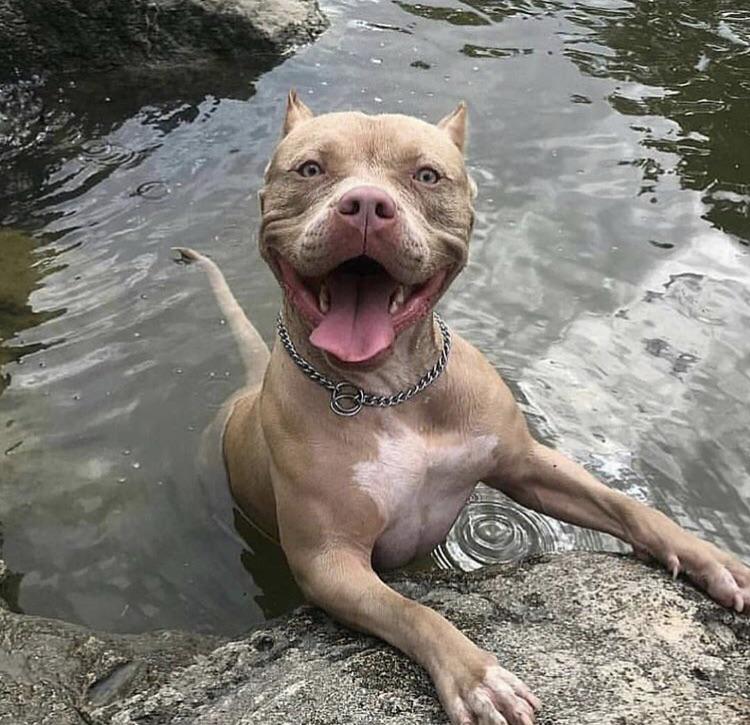 Who says pit bulls are a mean breed 😍 aww