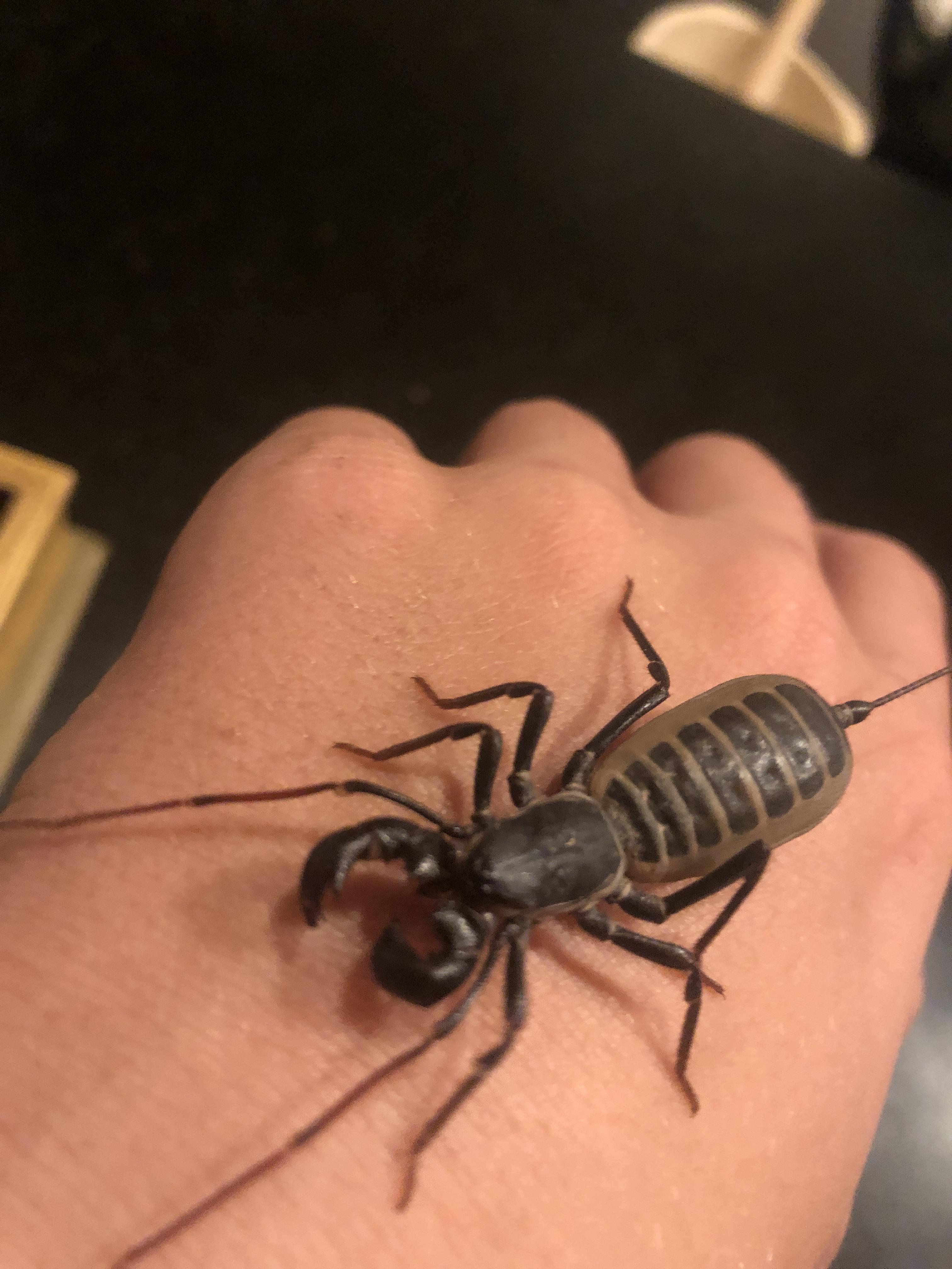 Giant Vinegaroon (Mastigoproctus Giganteus Giganteus) arachnids