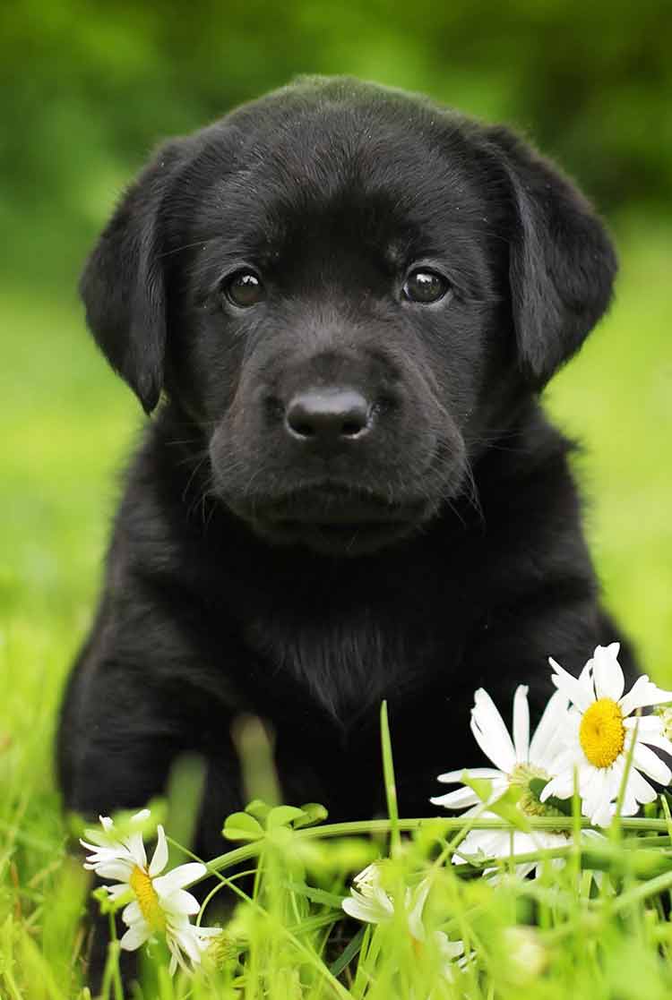 CUTE BLACK LABRADOR!!! Hey, want to be my best friend? ) r/aww