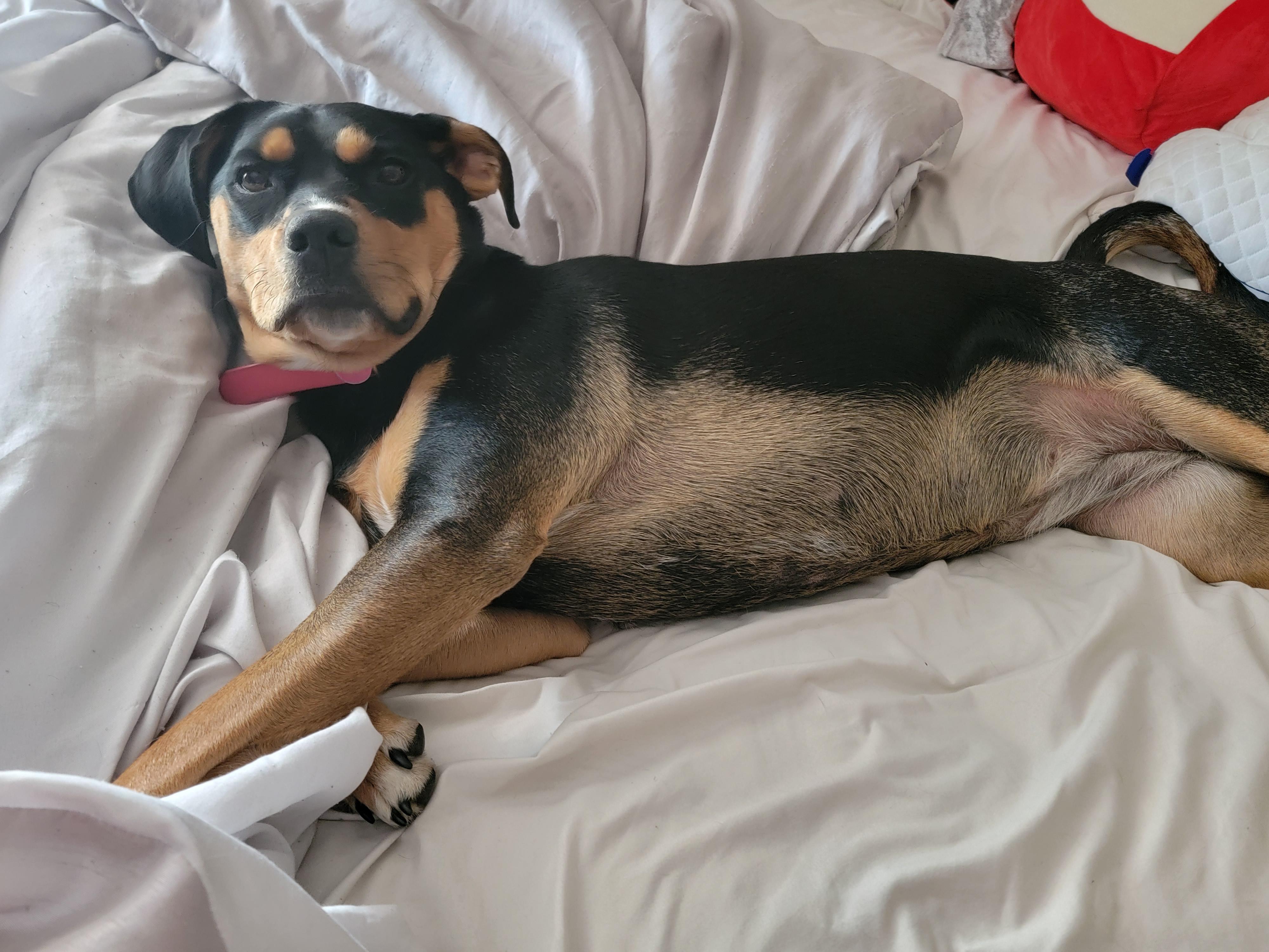 No soft surface is safe r/Rottweiler