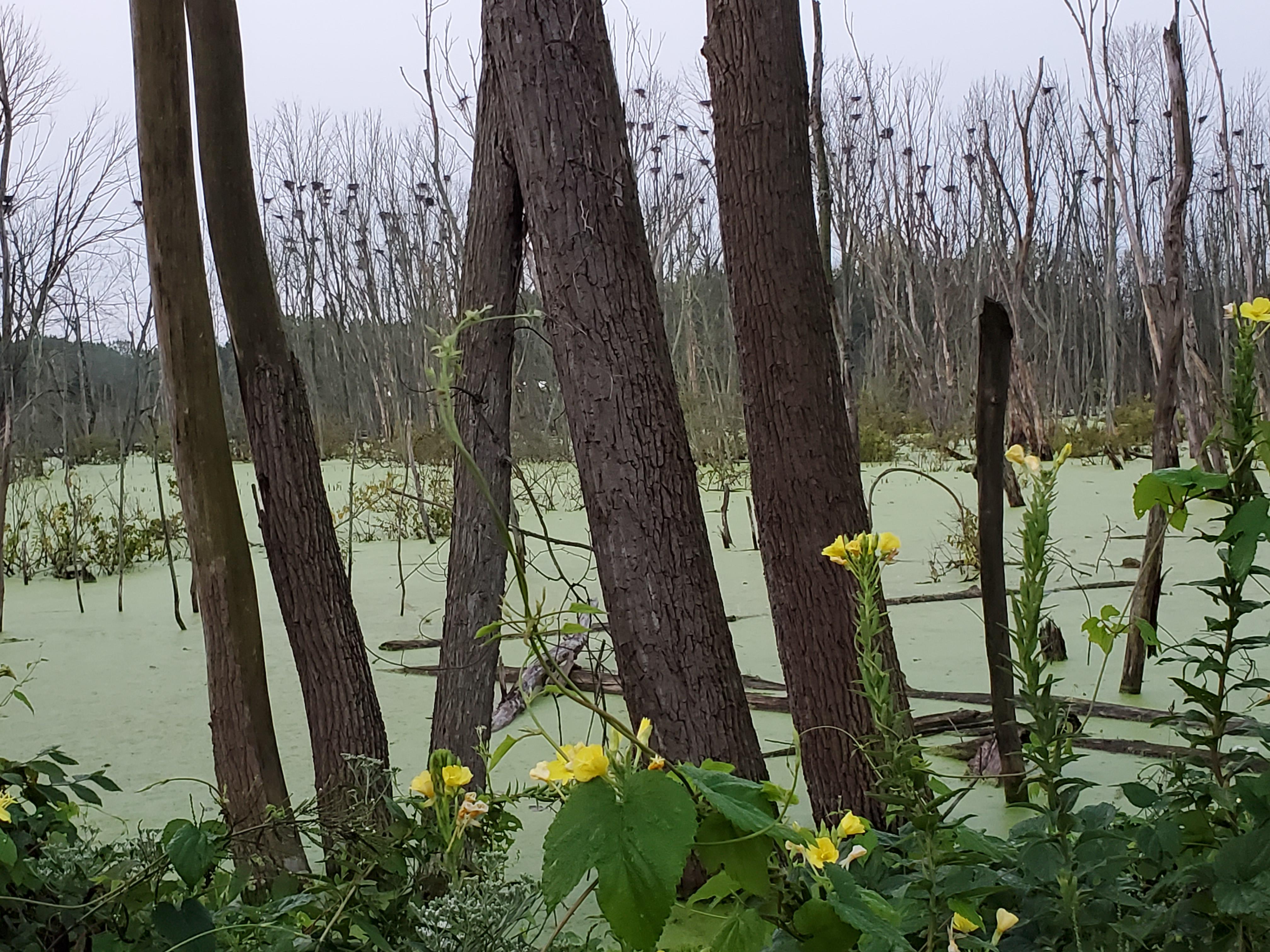 Swamp in Ohio with dozens of Blue Heron nests in trees. r/pic
