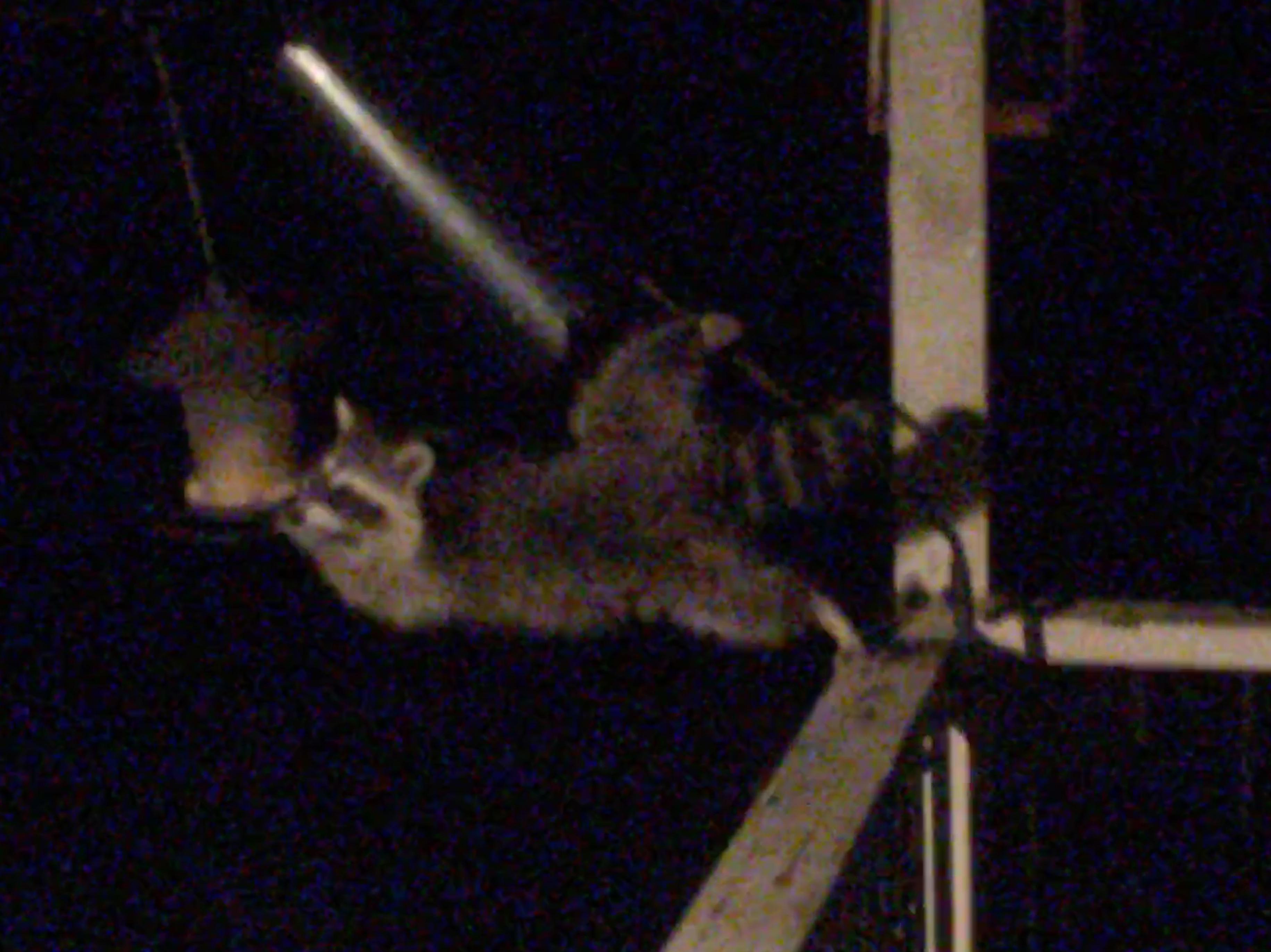 My gamecan captured this longnosed carpet croaker on the bird feeder