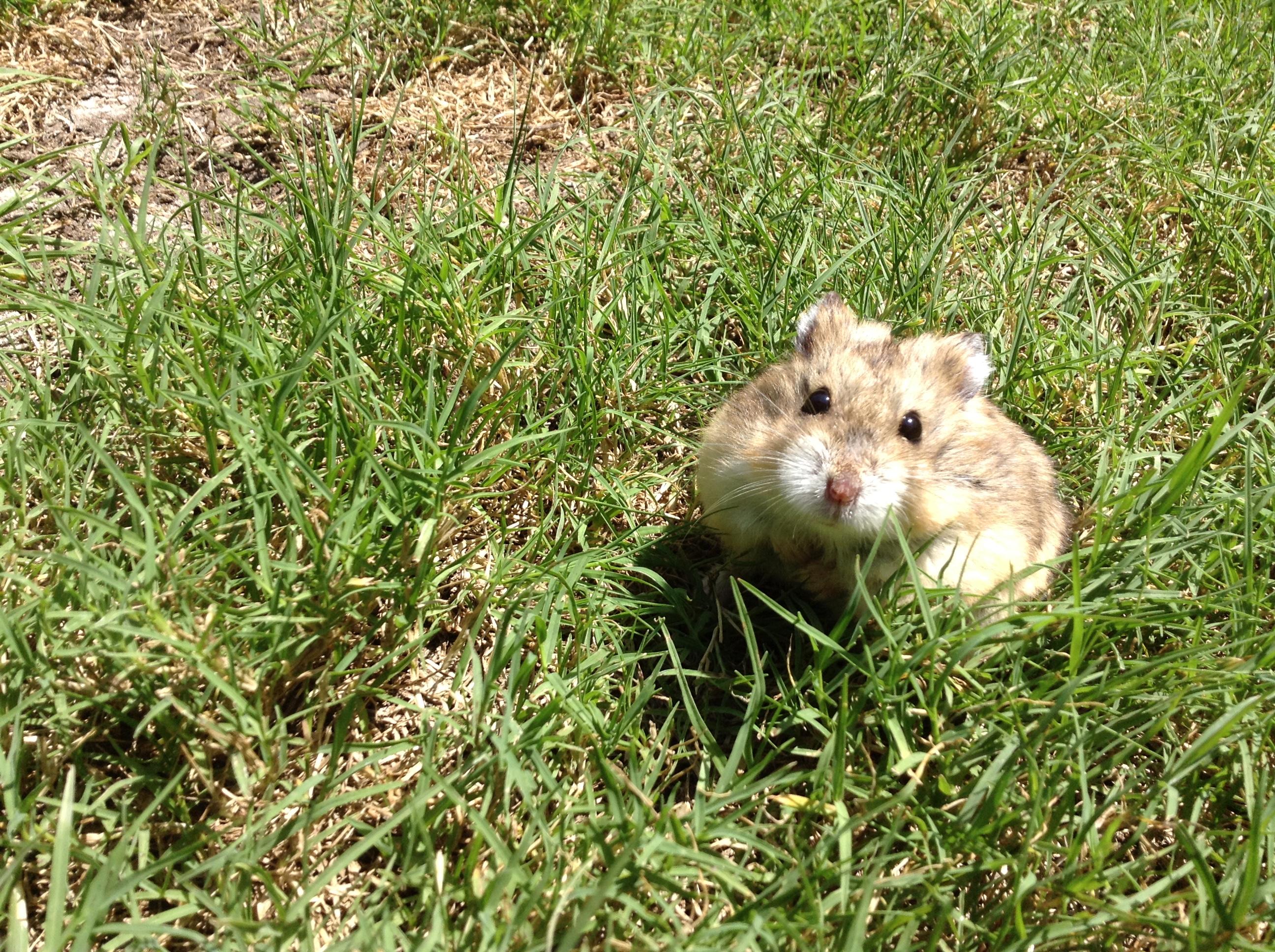 My little baby dwarf hamster aww