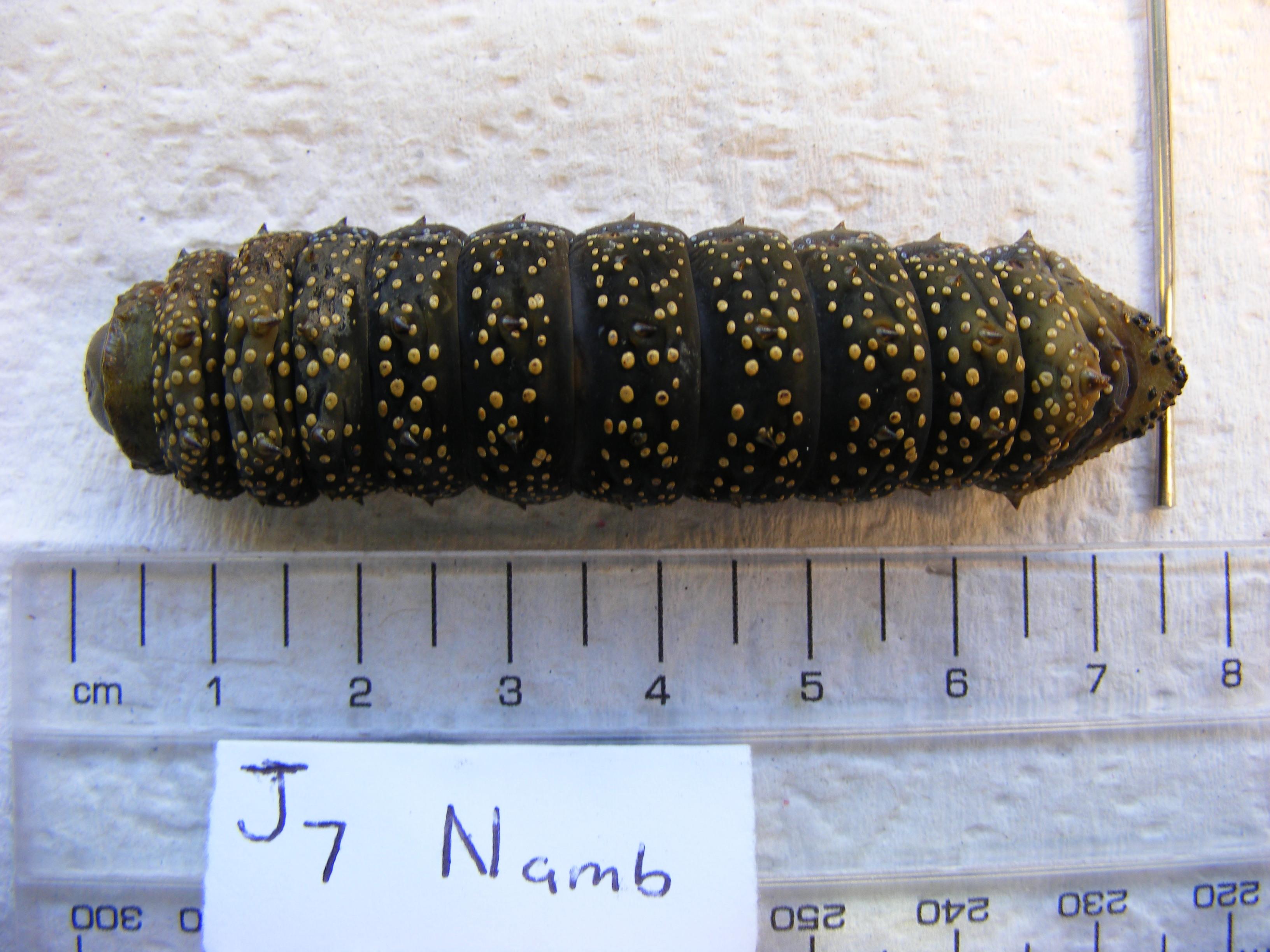 Need help identifying this caterpillar! Found in Namibia, South Africa