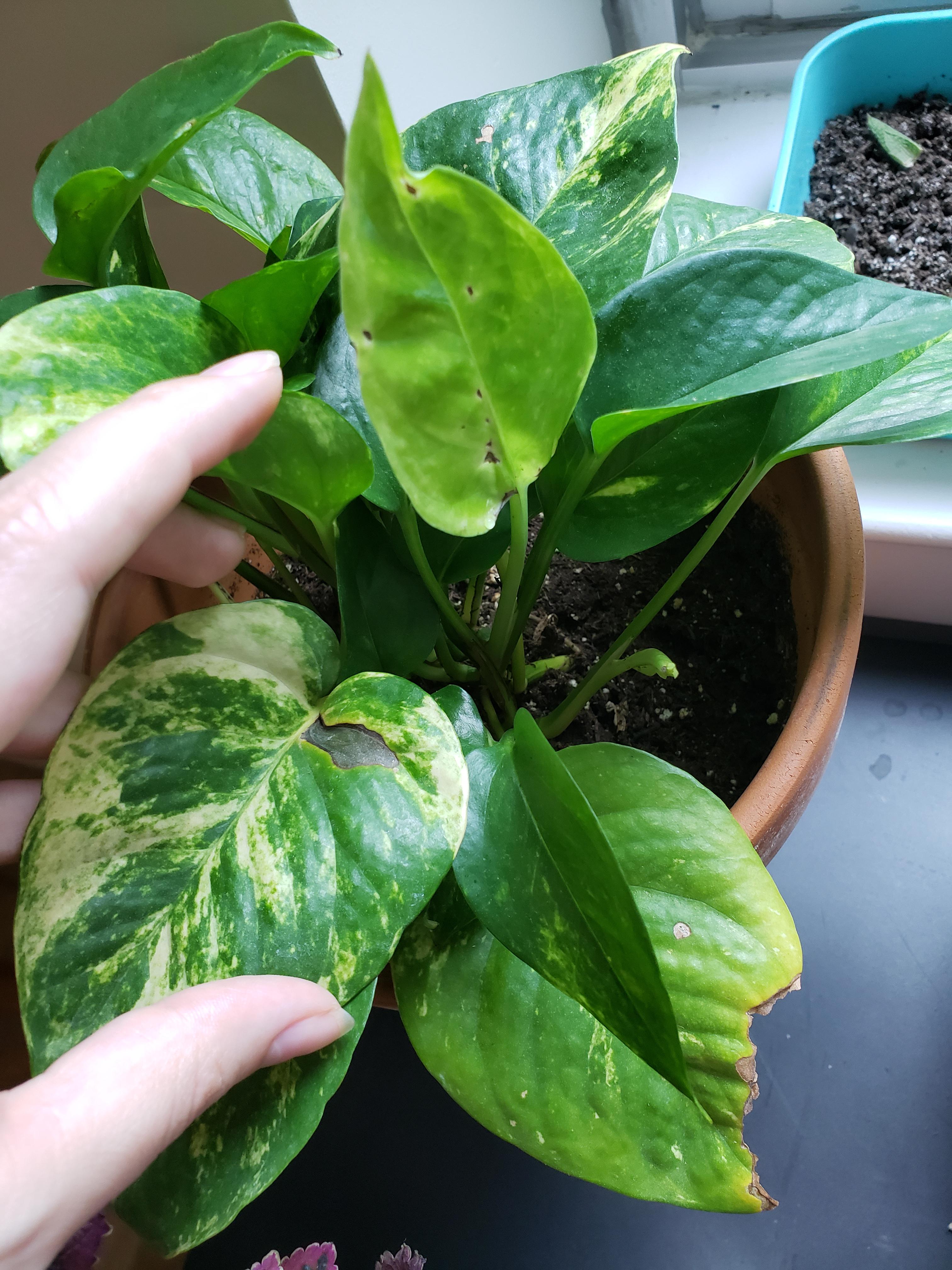 Black spots on my pothos plantclinic