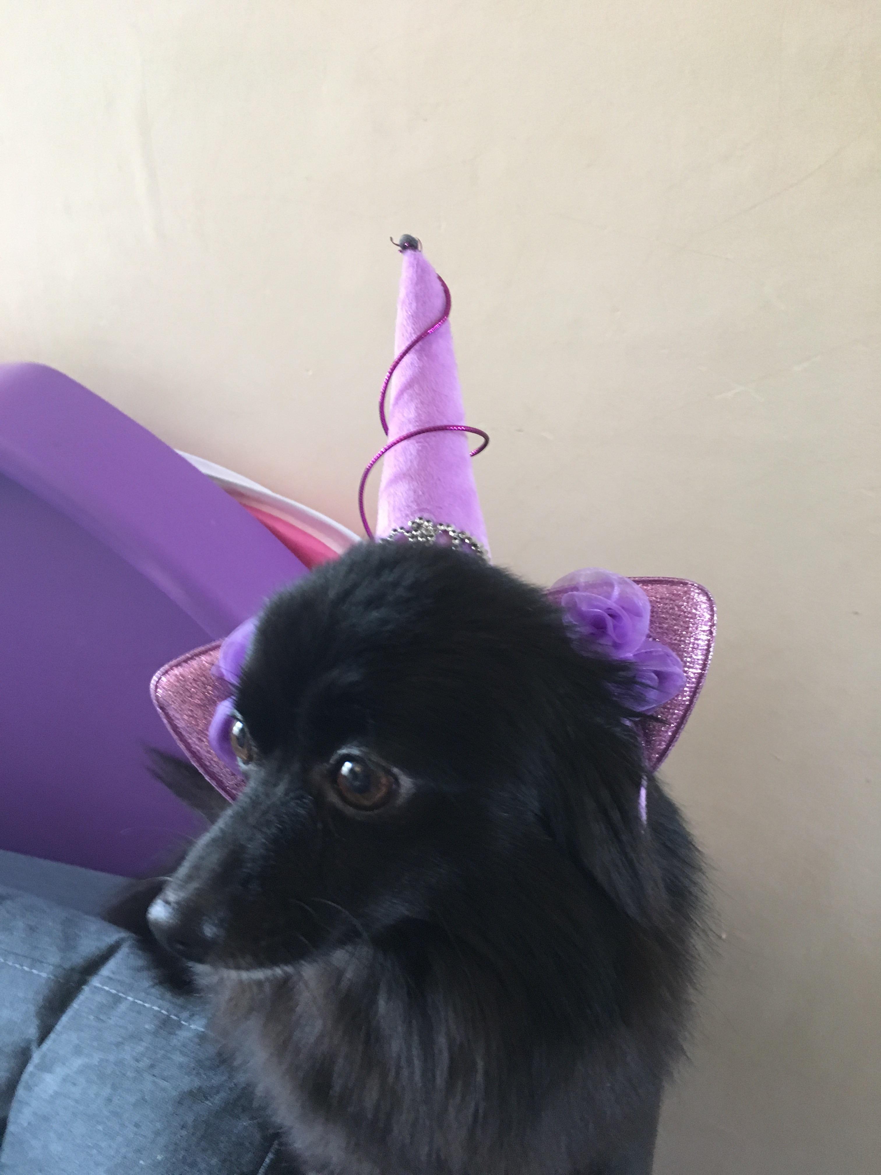 Dogs wearing unicorn headbands acceptable? r/dogswearinghats