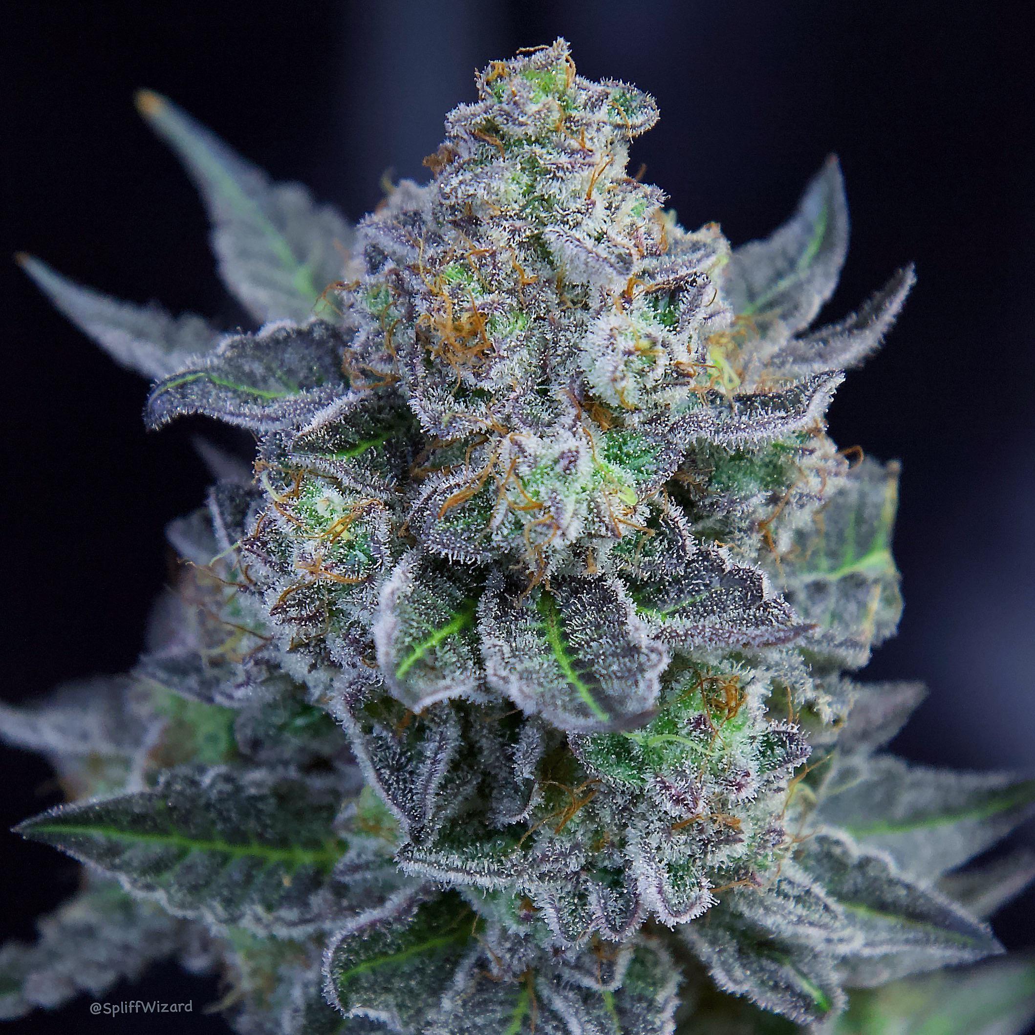 Singapore Sling looking 🧊🧊🧊 (Tiki Cookies x Creamsicle) IG