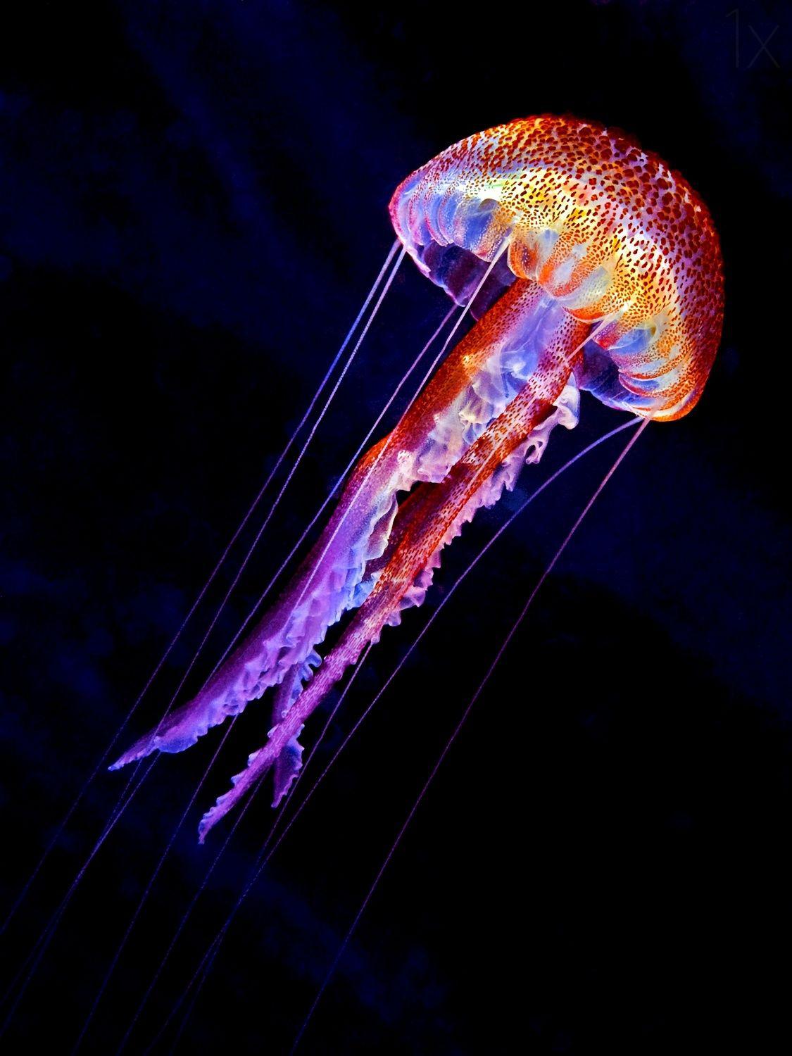🔥 The vibrant colors on this jellyfish (photo by Henry Jager) r