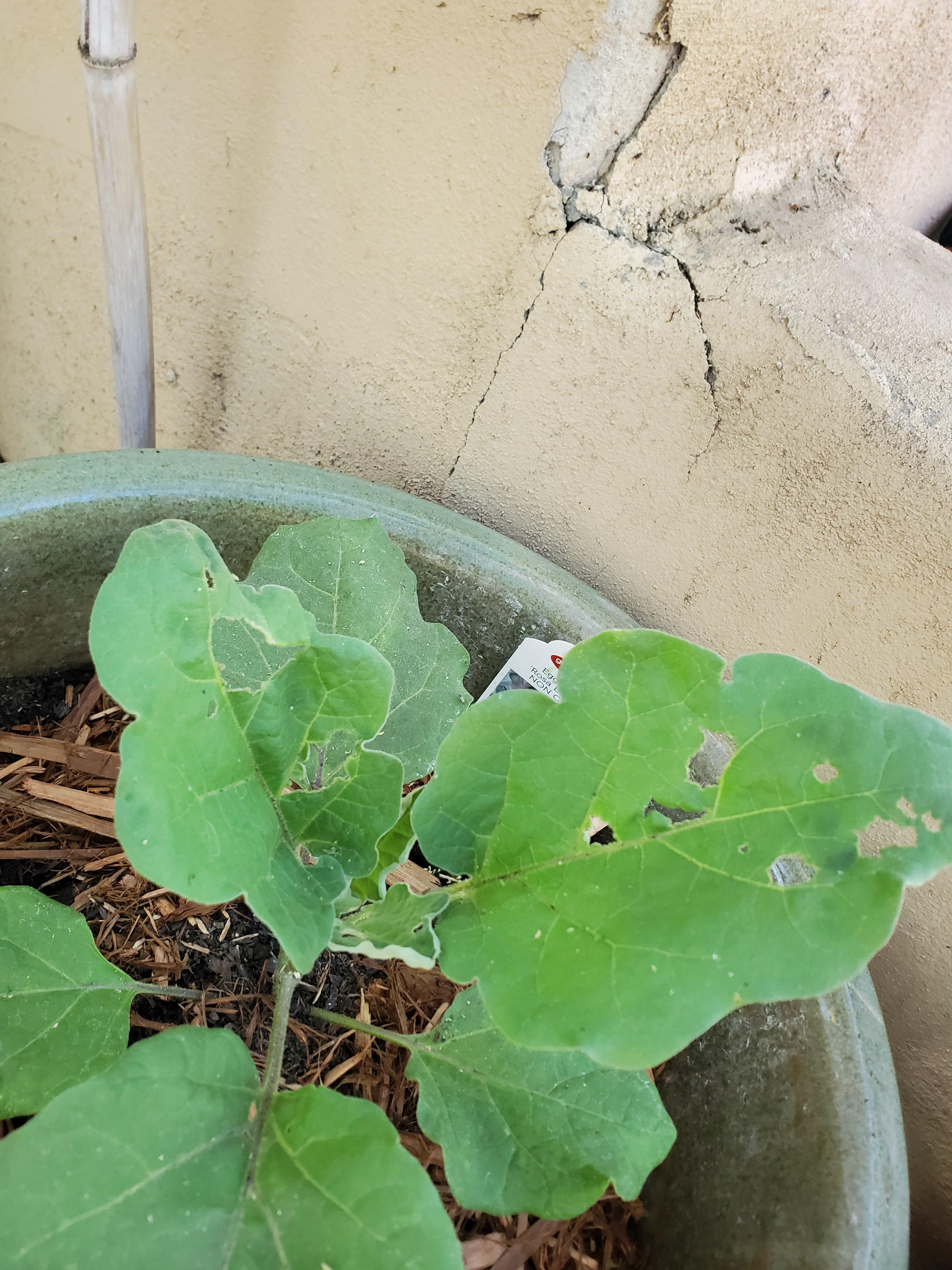 Are bugs eating my eggplants leaves? The Same thing is happening with