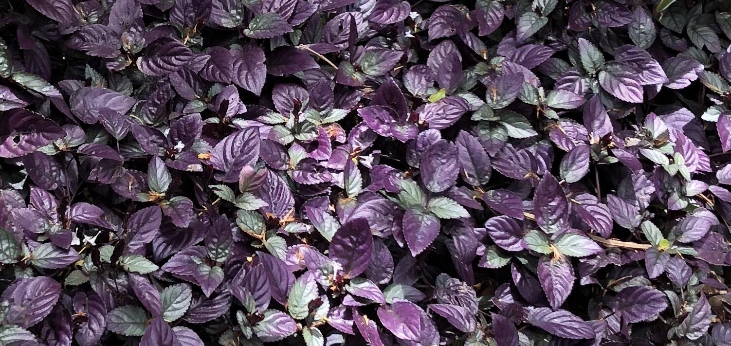 This purple leafy groundcover in Kauai zone 11a r/whatsthisplant