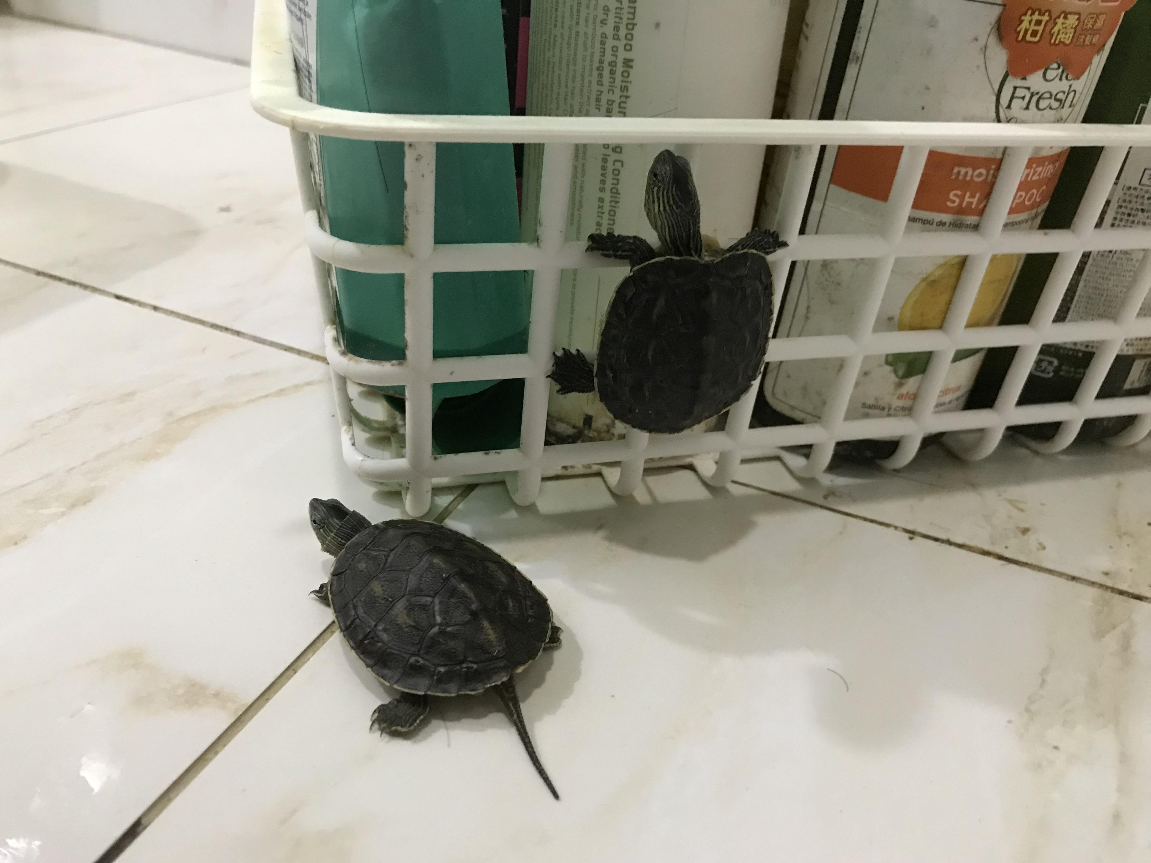 My baby turtles live to climb, Chinese golden thread turtles playing in