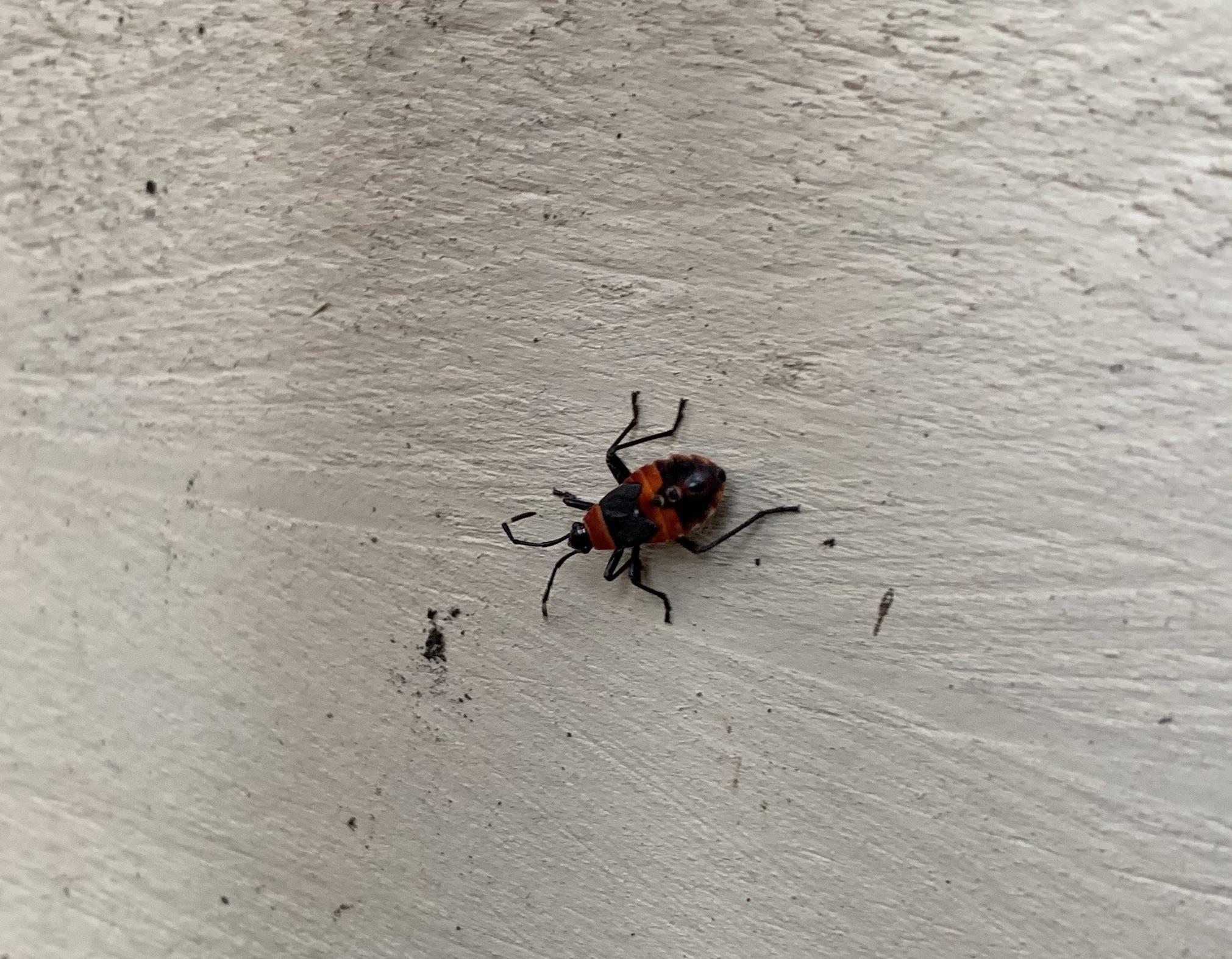 These bugs only showed up this year near my house, I live in Melbourne