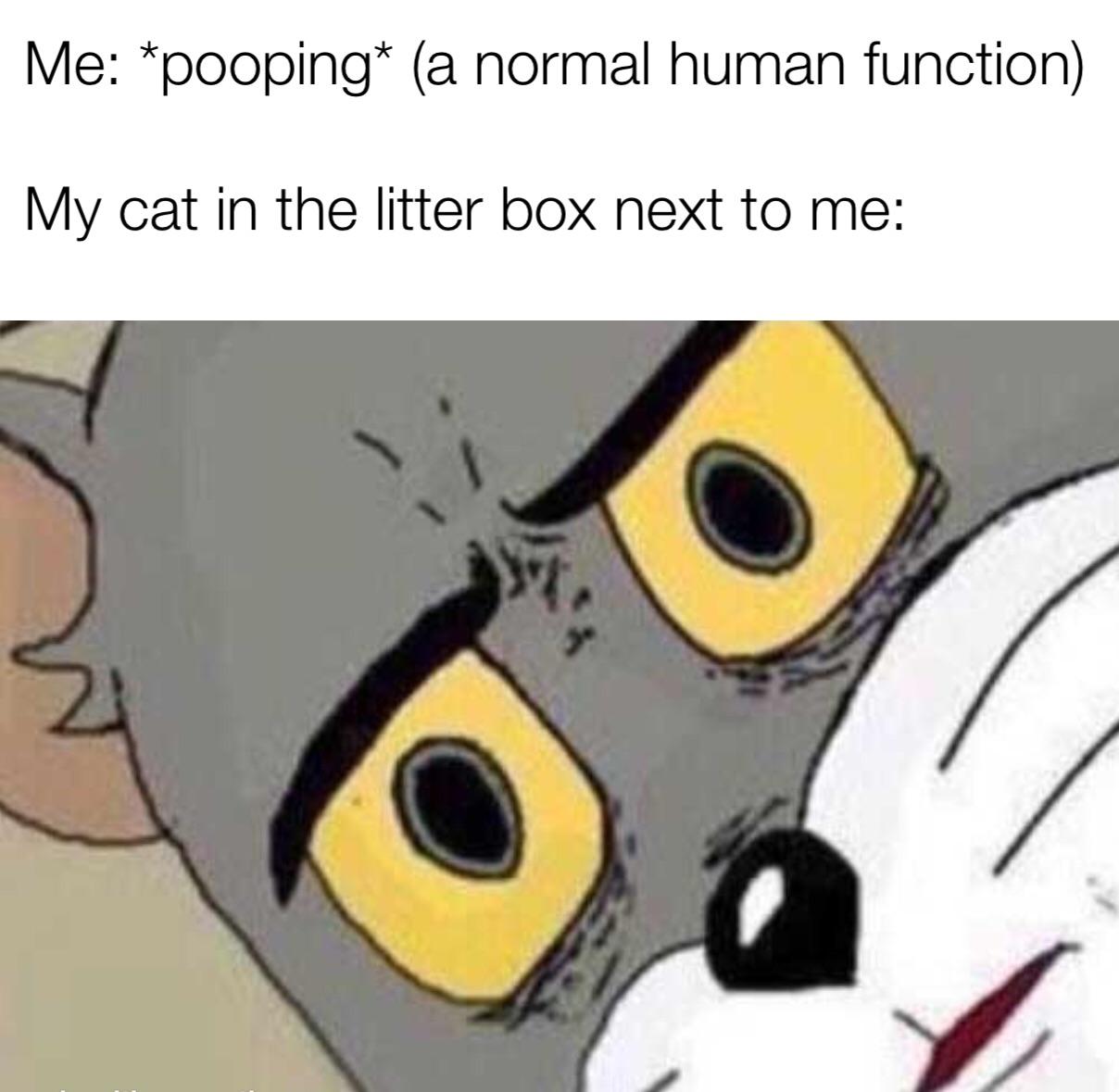 Cat litter clumps with human pee, too, in case you were wondering r/memes