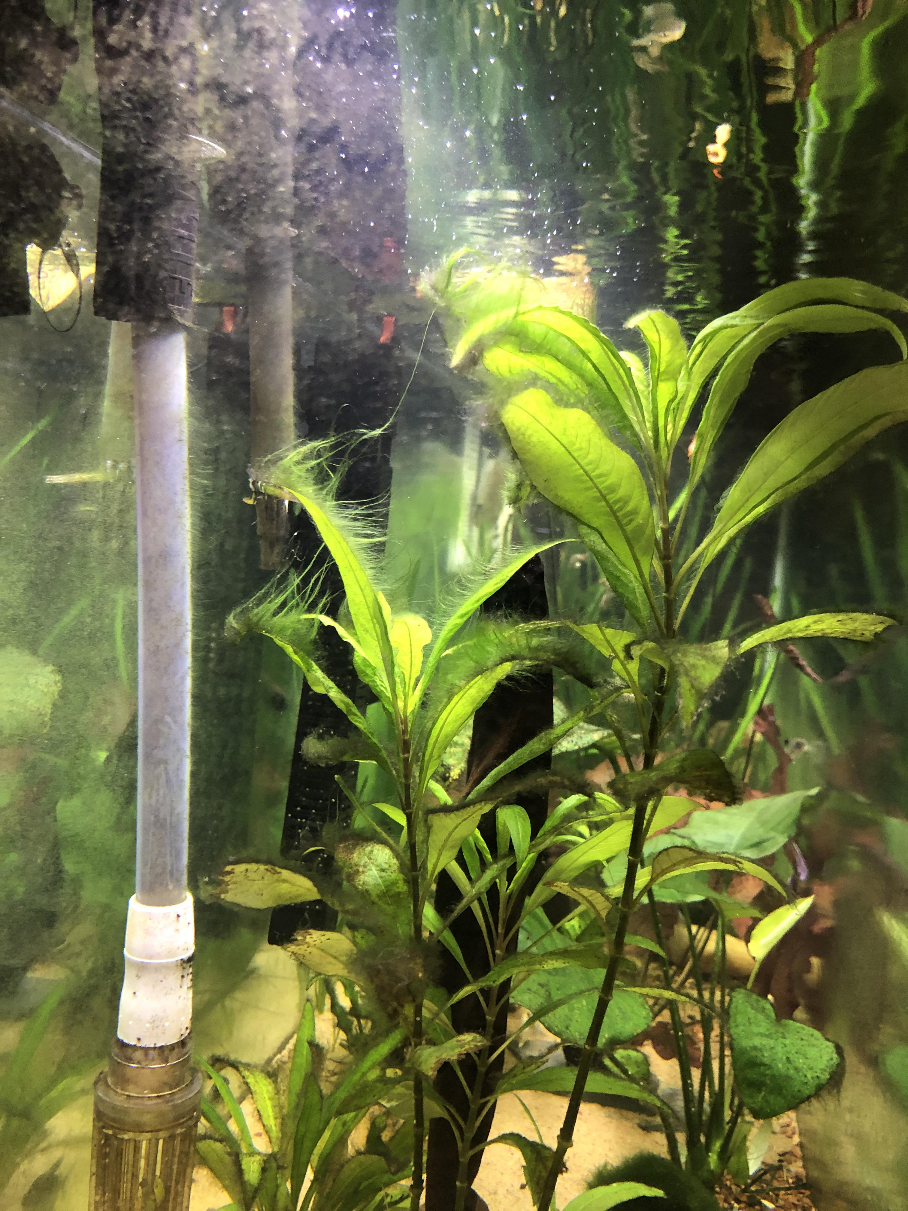 55g, currently getting lots of green hair algae, tips? r/Aquariums