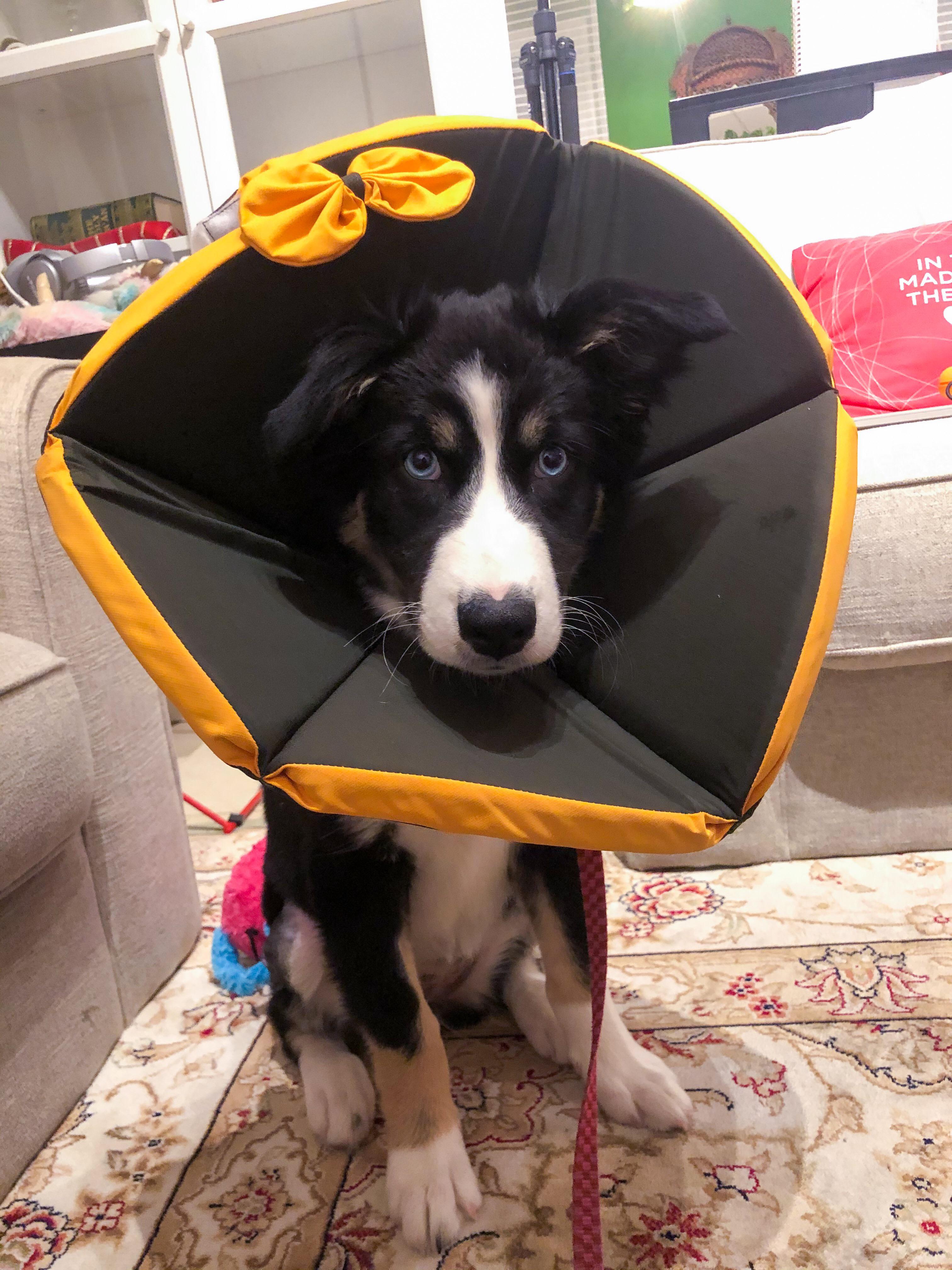 New cone, who dis?* our baby had a minor surgery and plastic cones are