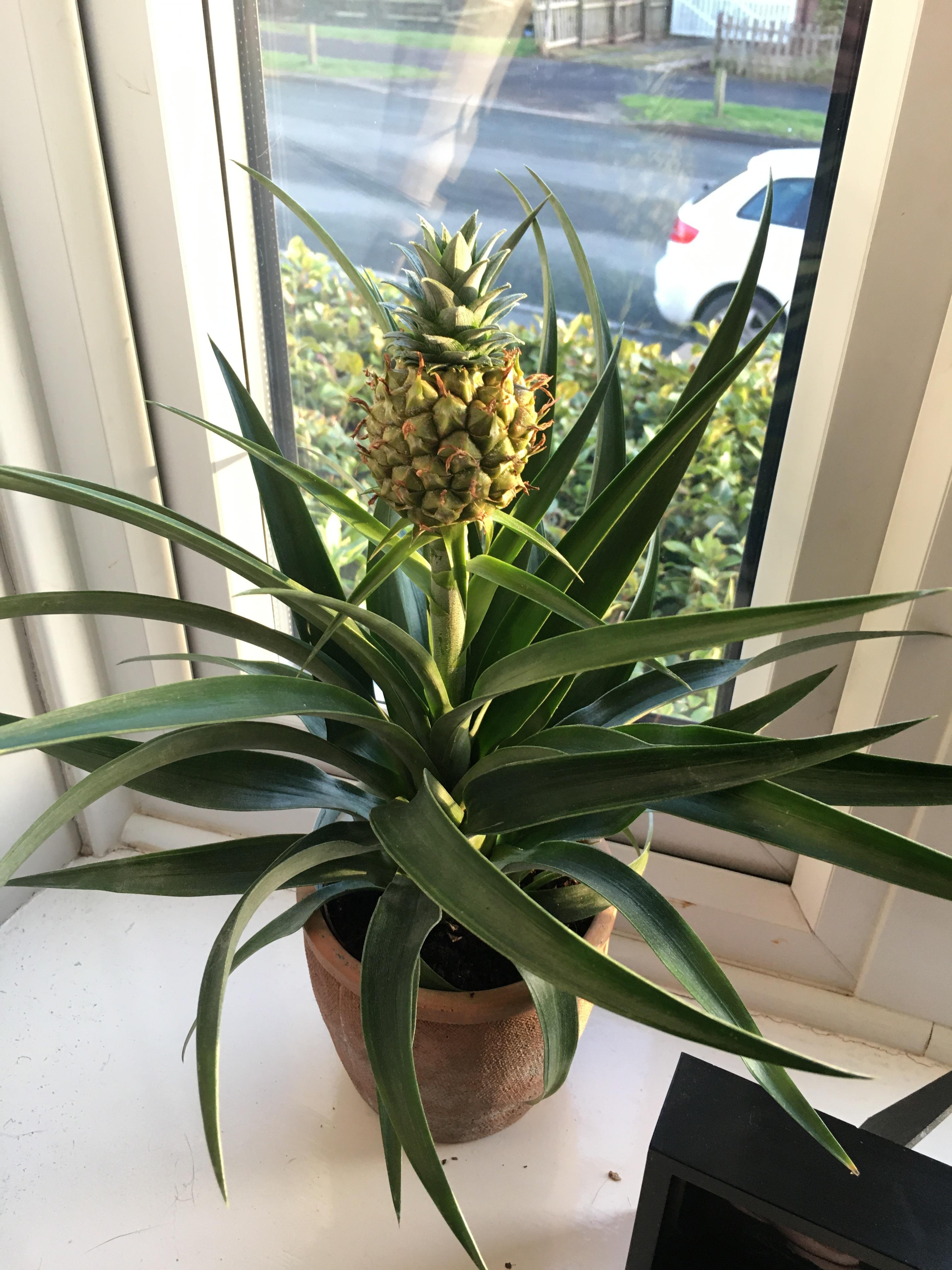 Bromeliad pineapple 🍍 r/HouseplantsUK