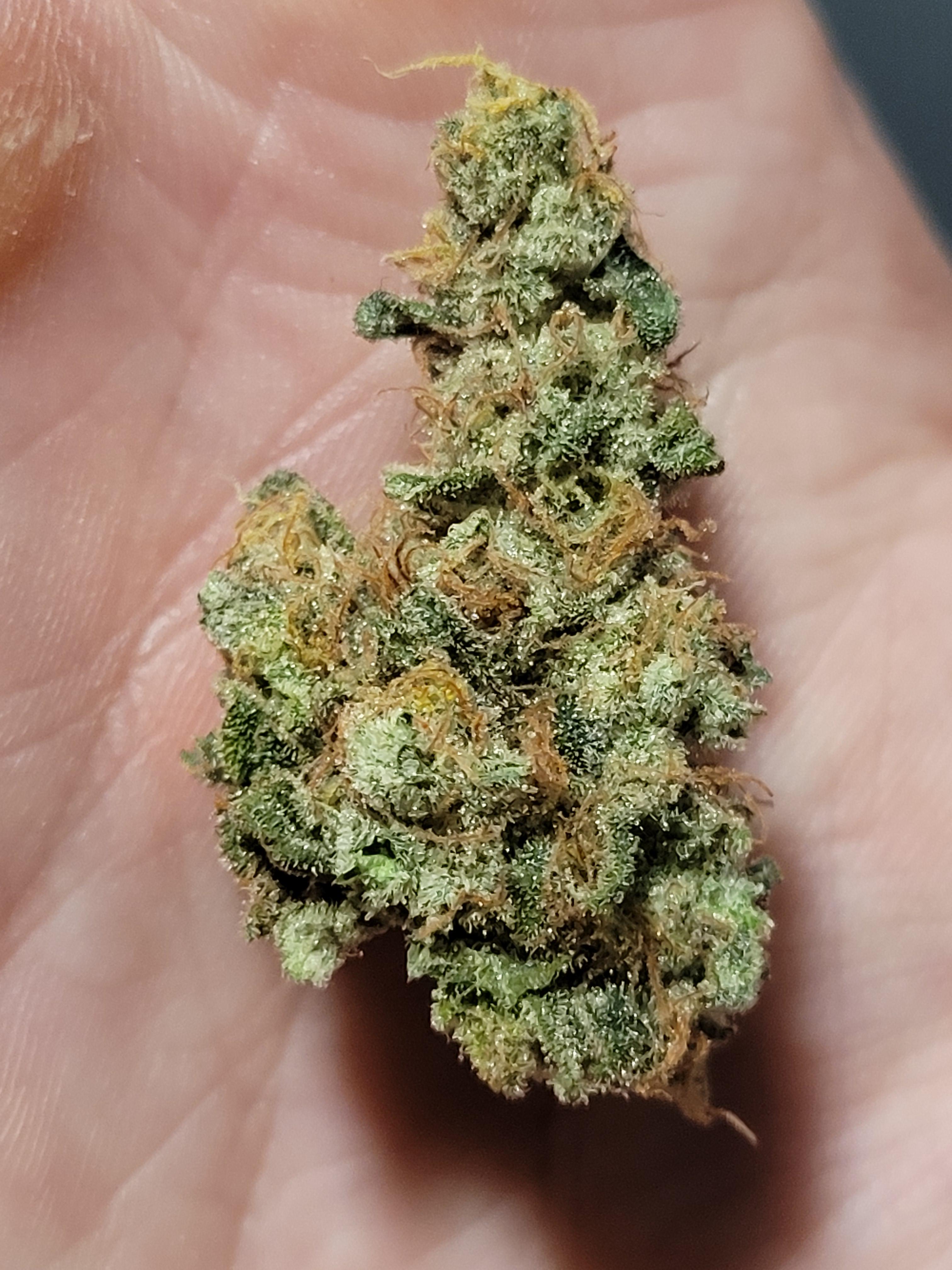 Grease bucket (GMO x banana punch) bu Symbiotic r