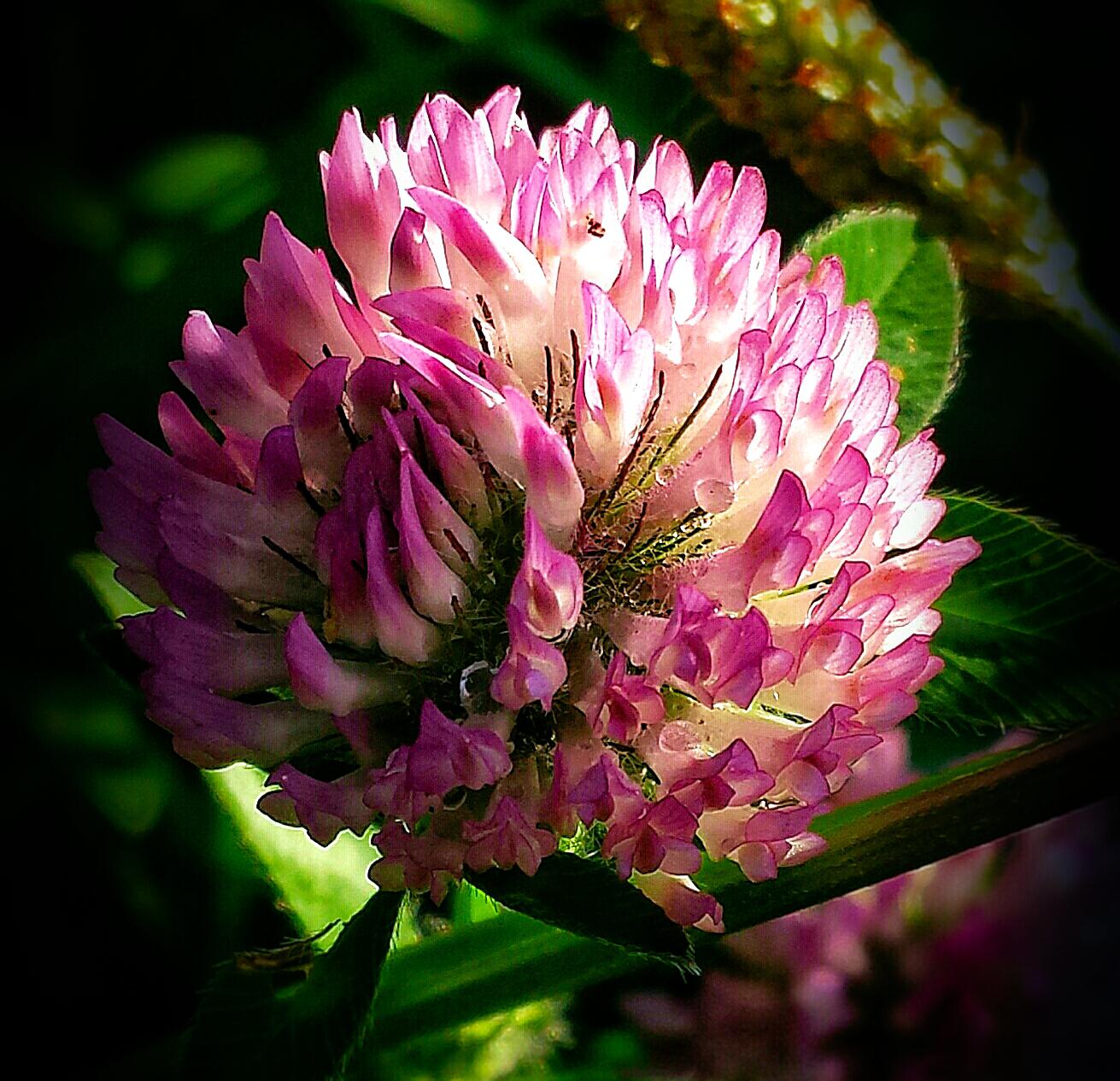“A weed is but an unloved flower.” Red Clover r/naturepics