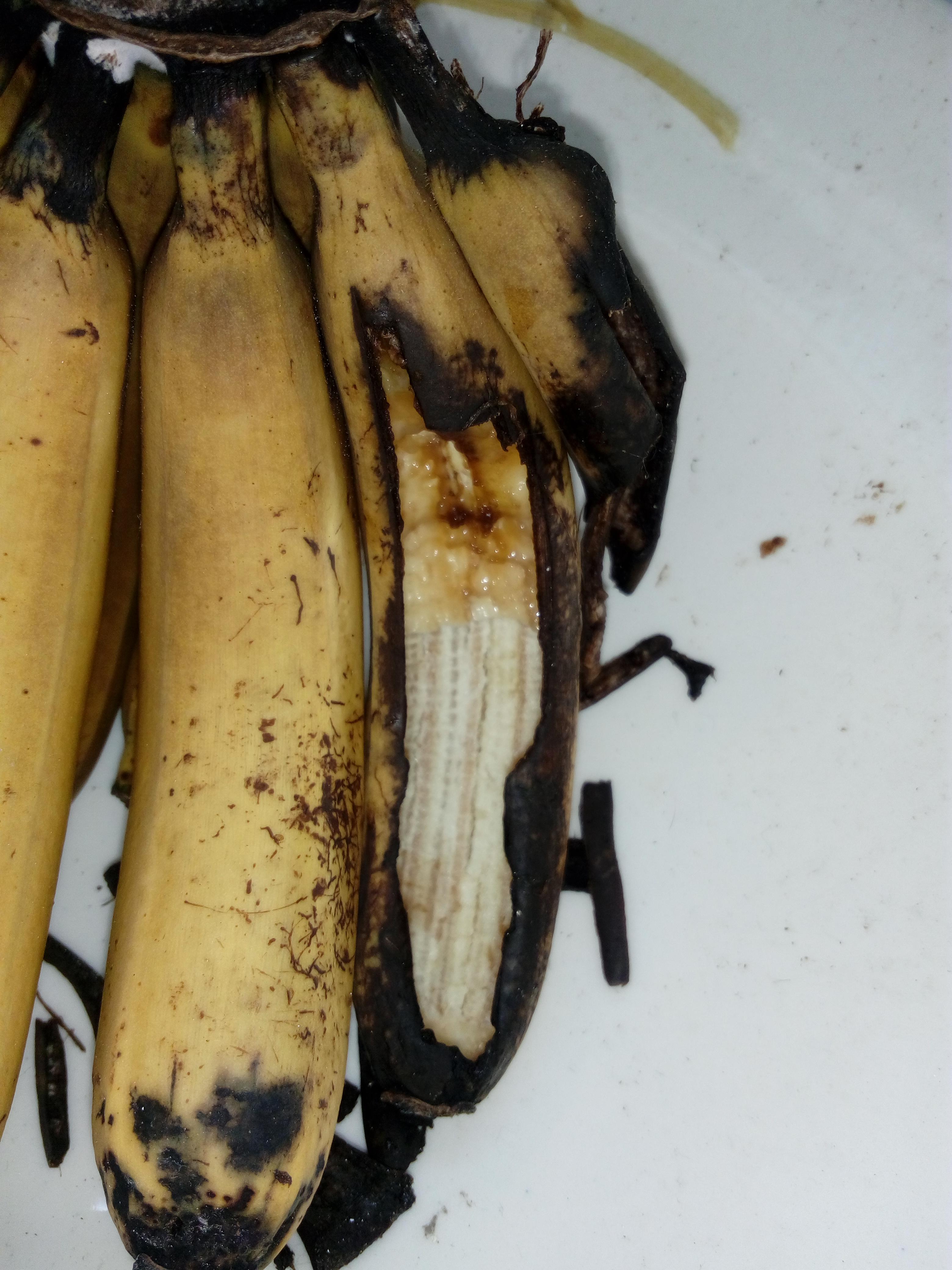Which pest has been eating my bananas at night? r/pests