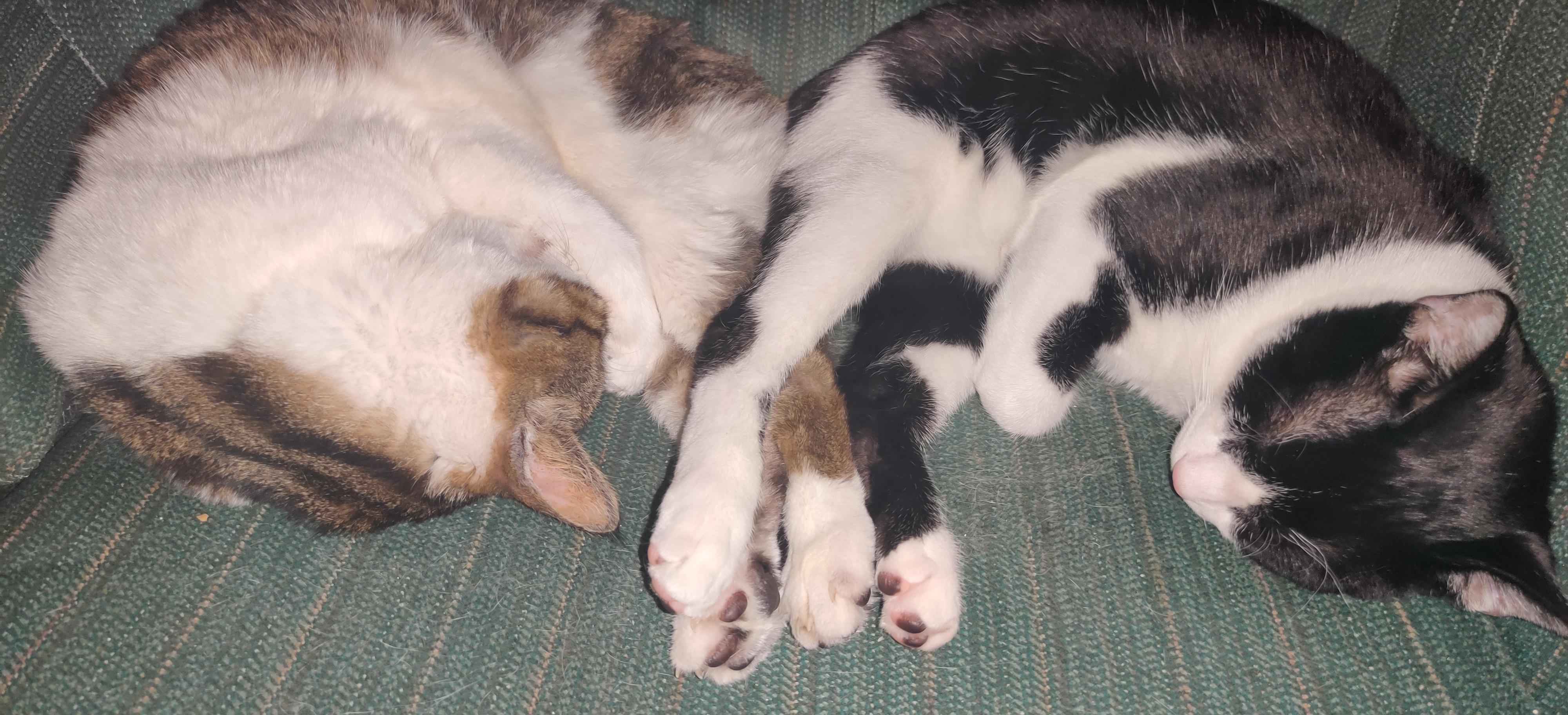 Cat being cat. Too many toes. r/cats