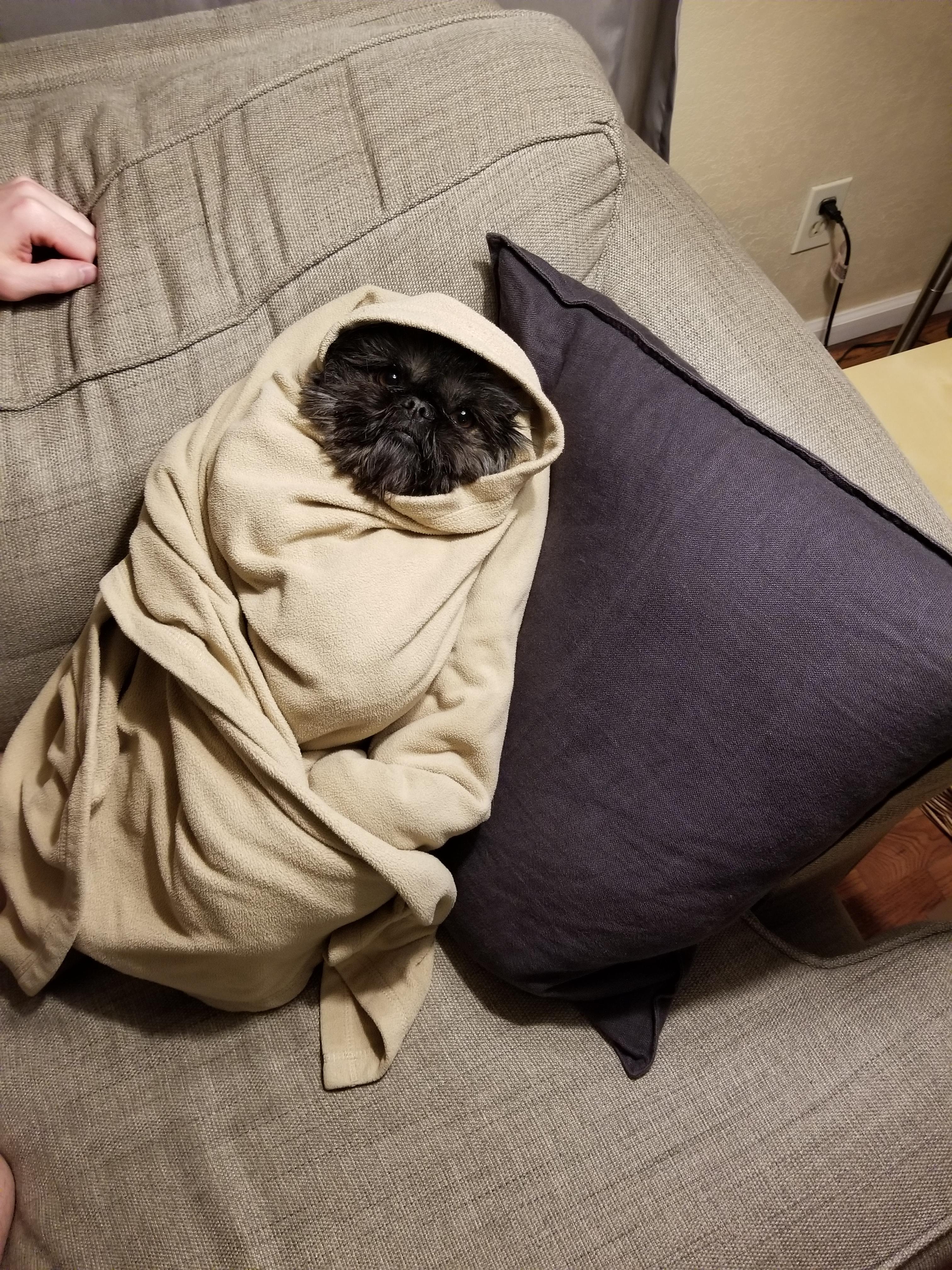 My dog as a burrito. r/pics