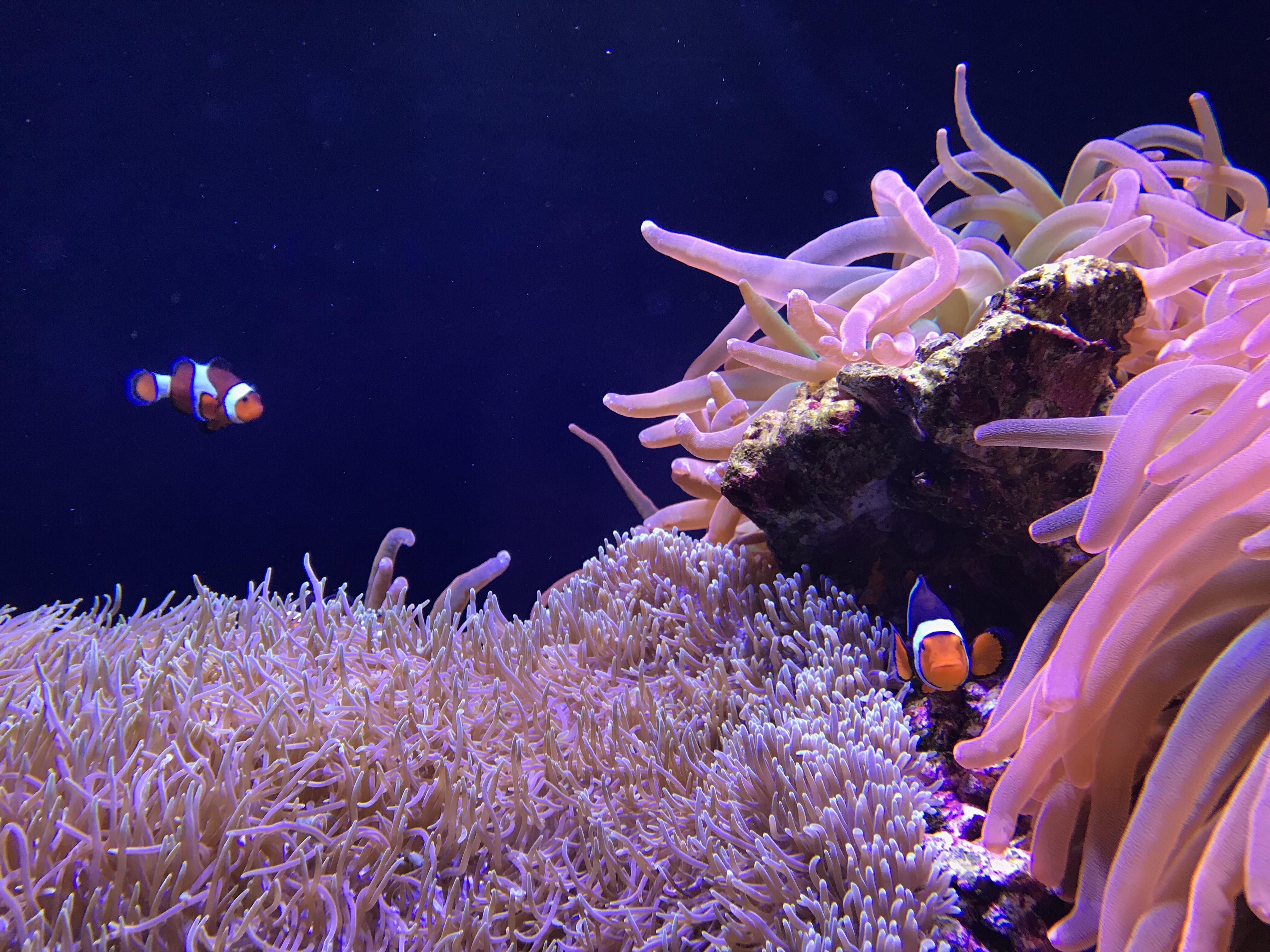 Clownfish (OC) Aquariums