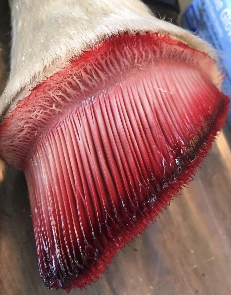 The nerves in a horses hoof r/oddlyterrifying