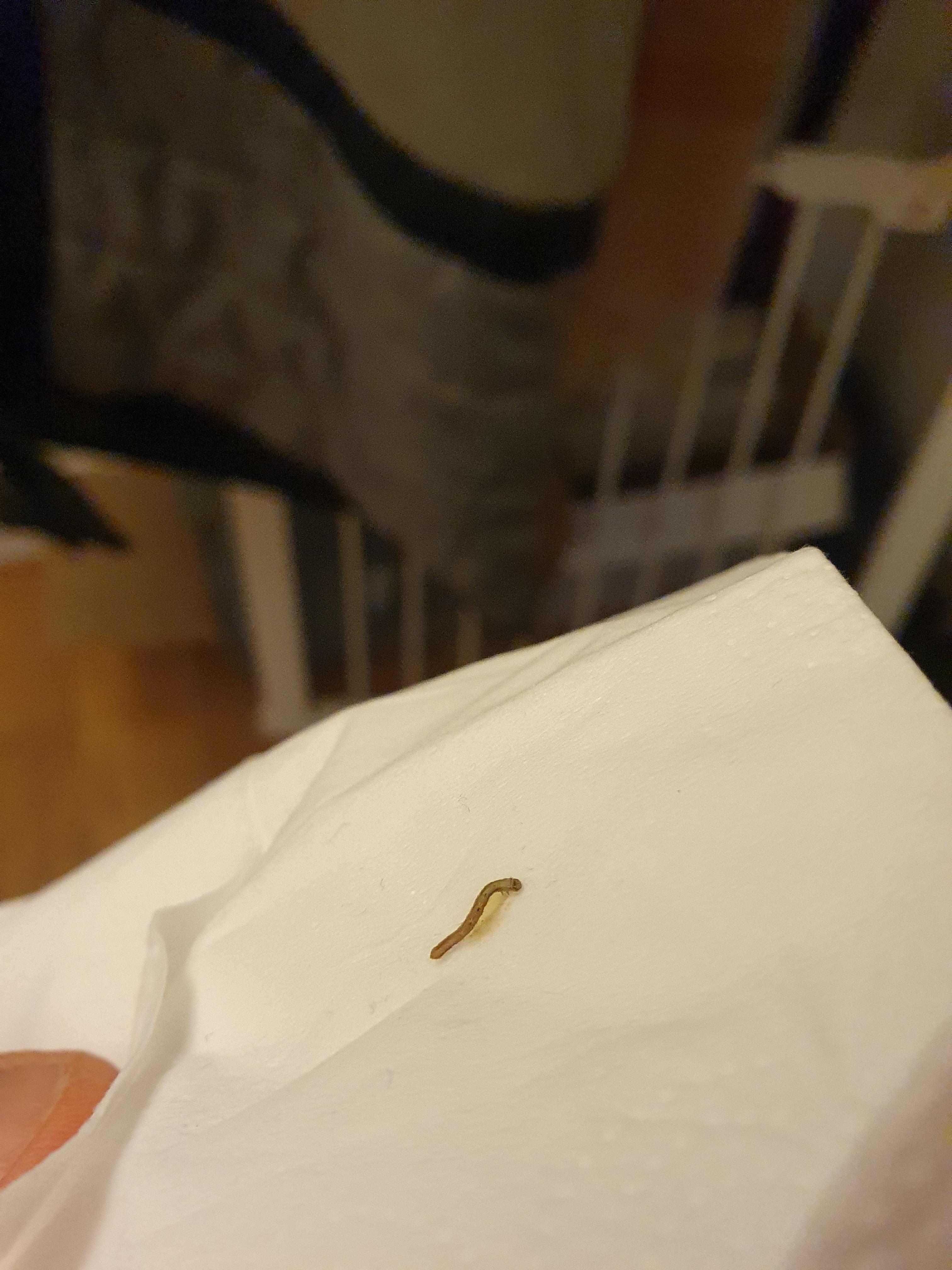 Pinworms On Toilet Paper