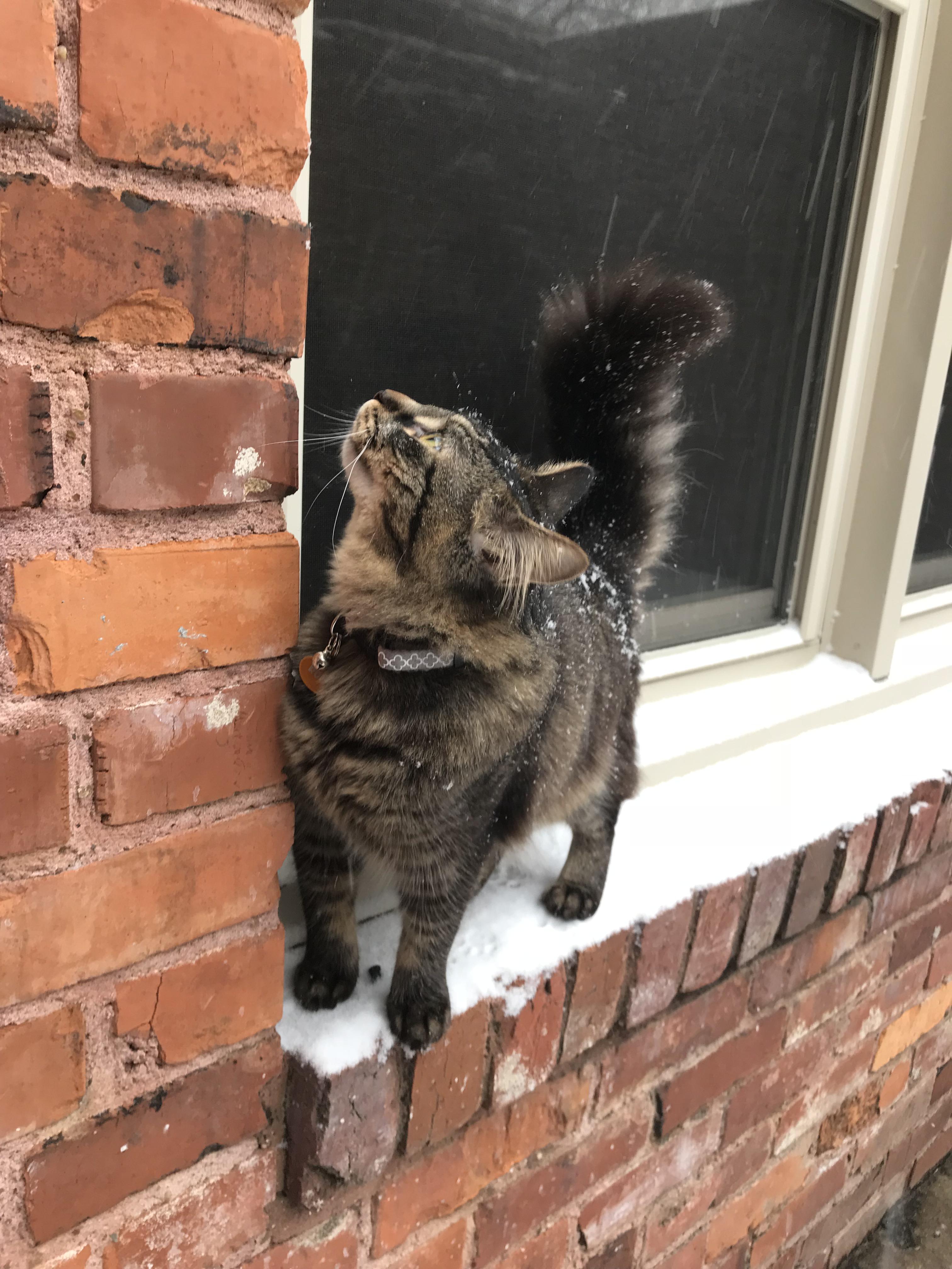 Roo’s first snow in Tennessee last week! Pure fascination. r/aww