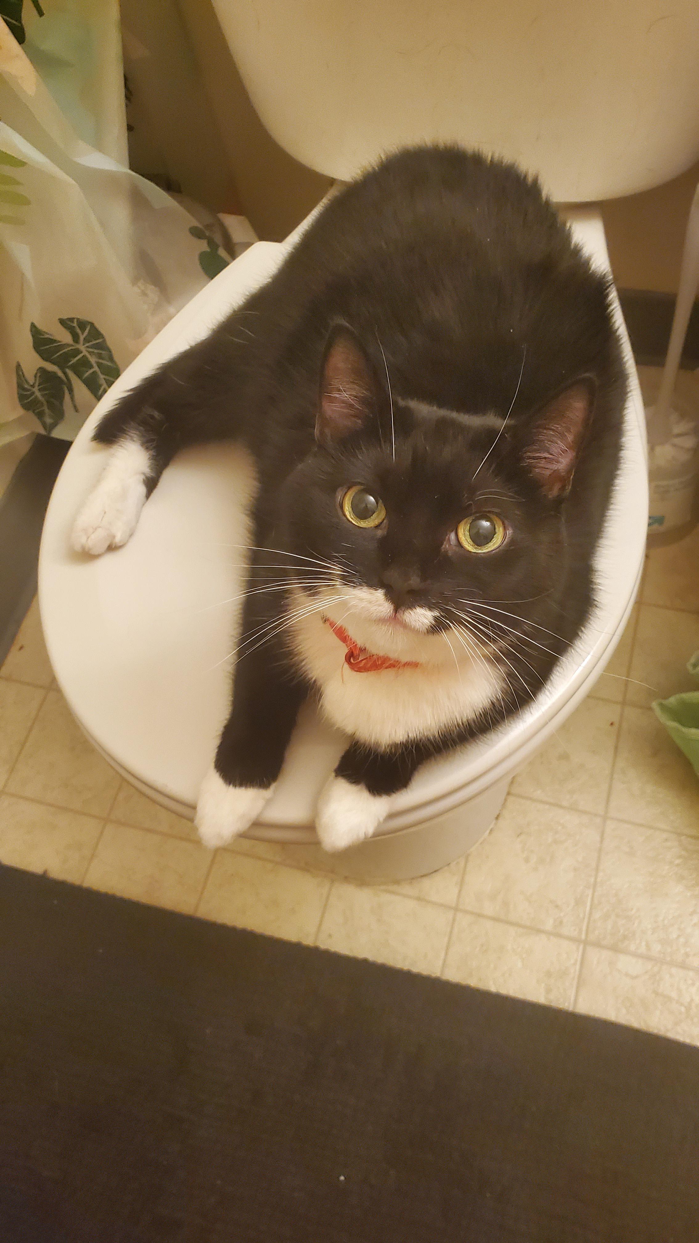 Every morning, Juno has to sit on the toilet while I shower. If I lock