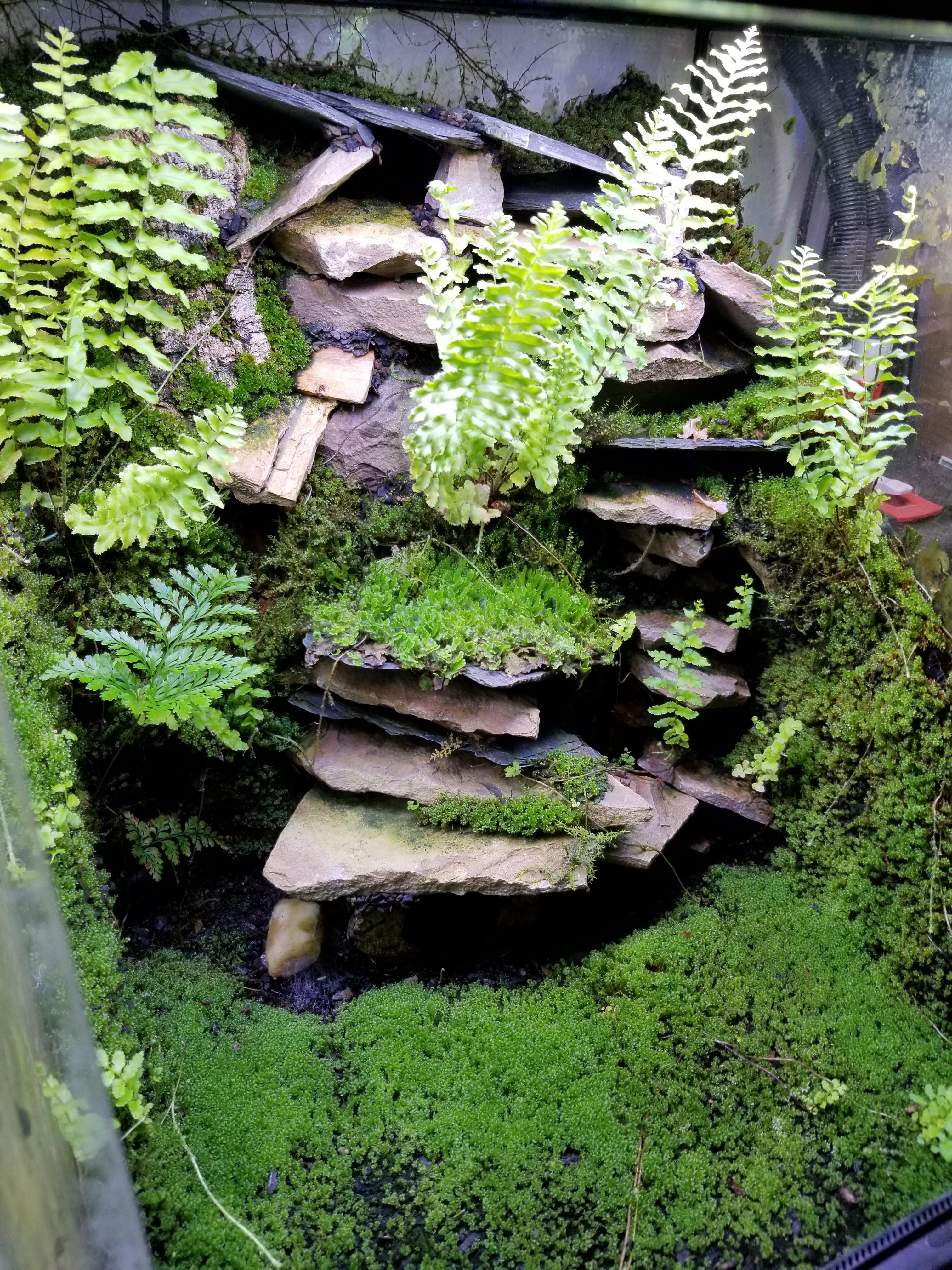 Green Salamander vivarium! "Aneides aeneus" r/Vivarium