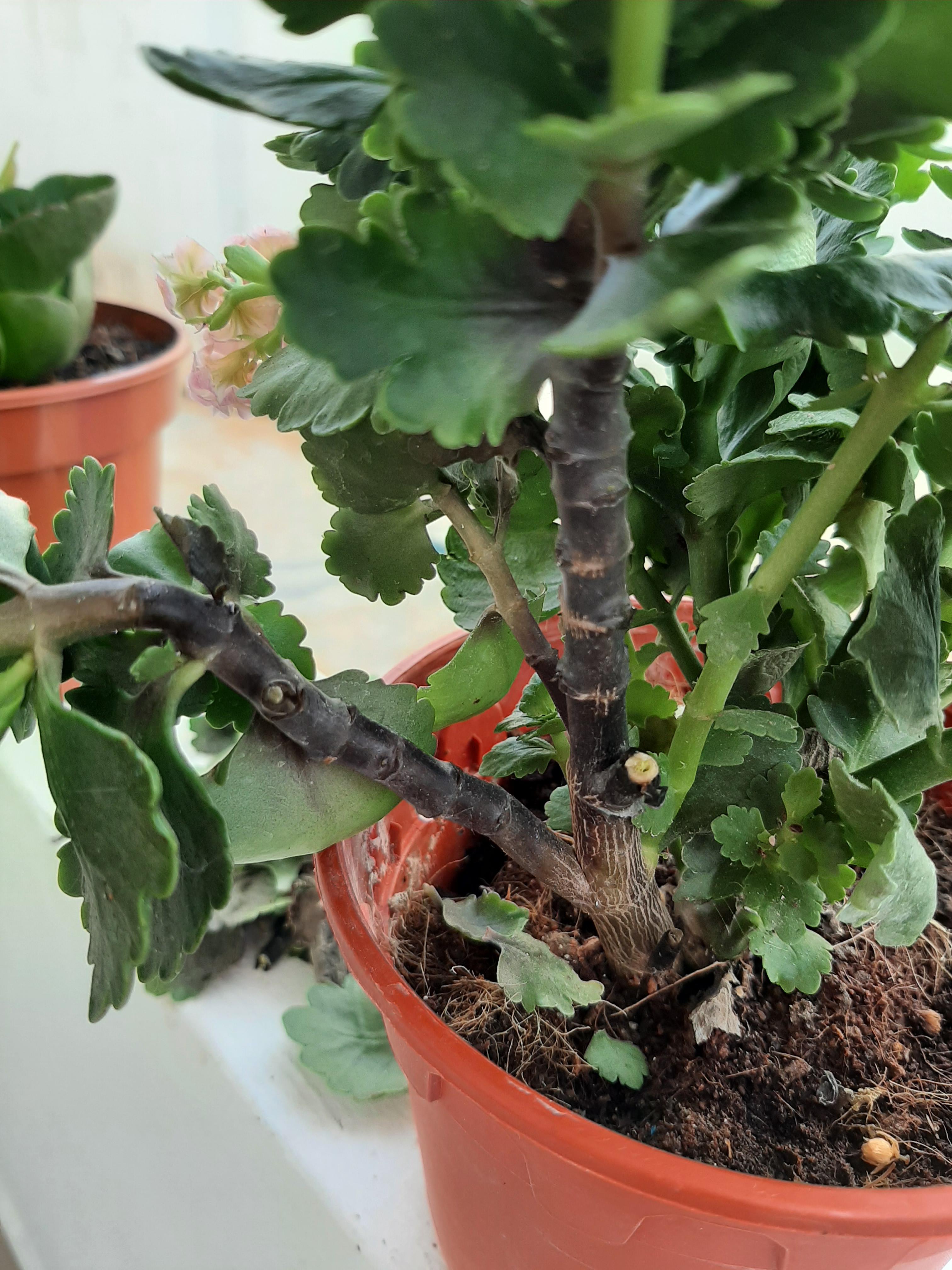 Help!!! Why is my kalanchoe stem turning black?? 😭😭