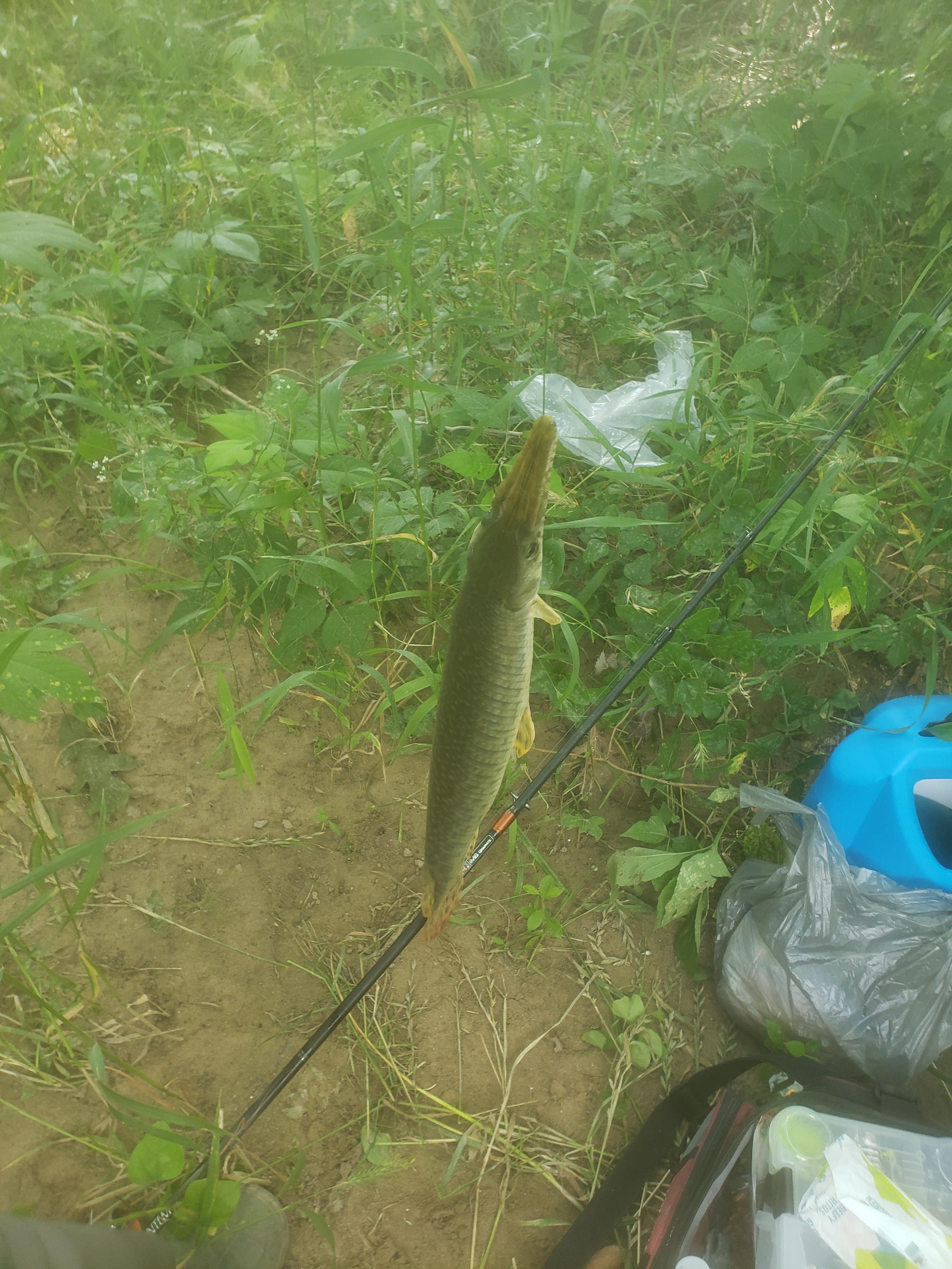 Baby alligator gar from texas, about 20 inches r/Fishing