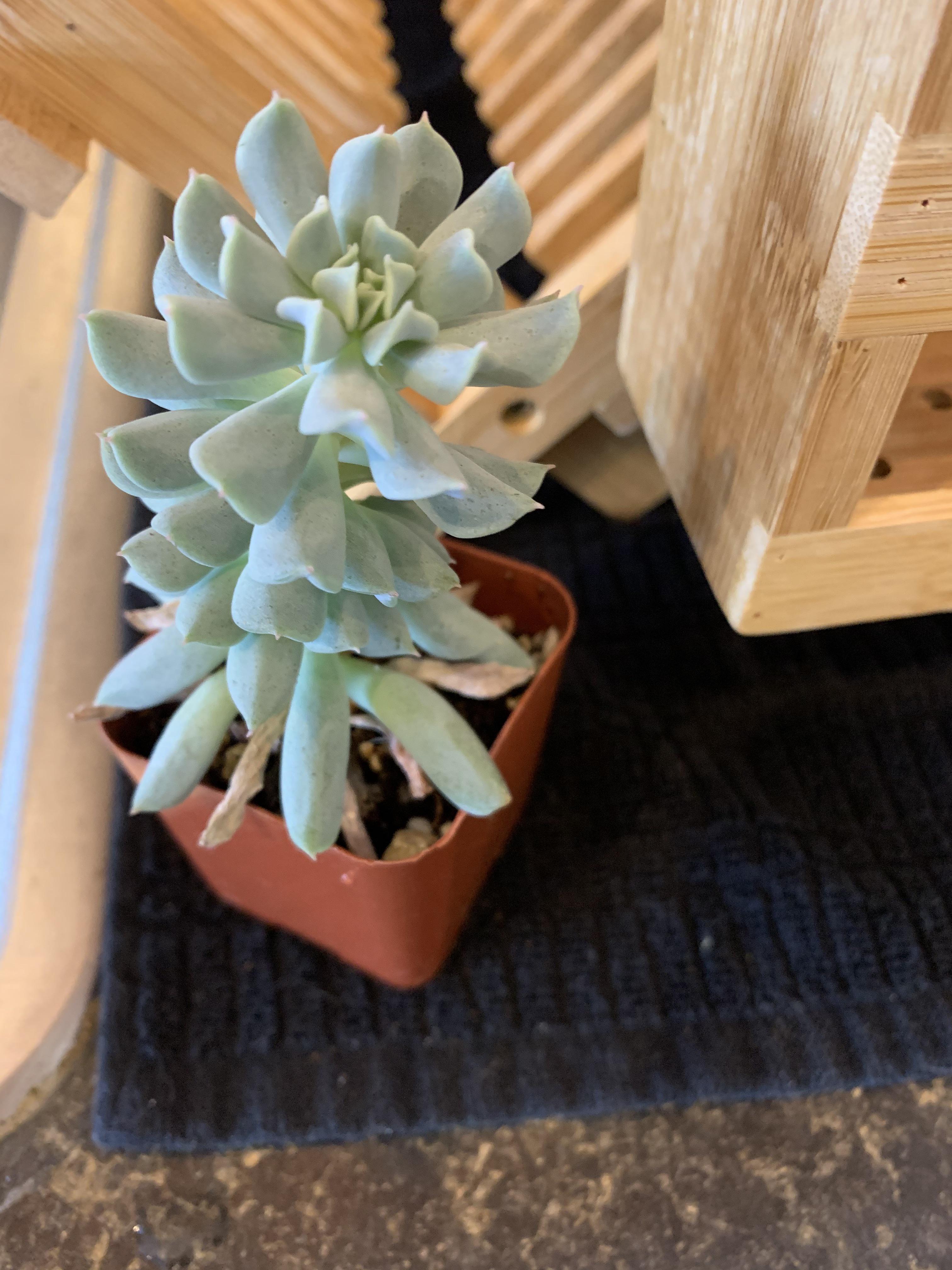 My succulents sit 6 inches under a t5 grow light. Why do they keep