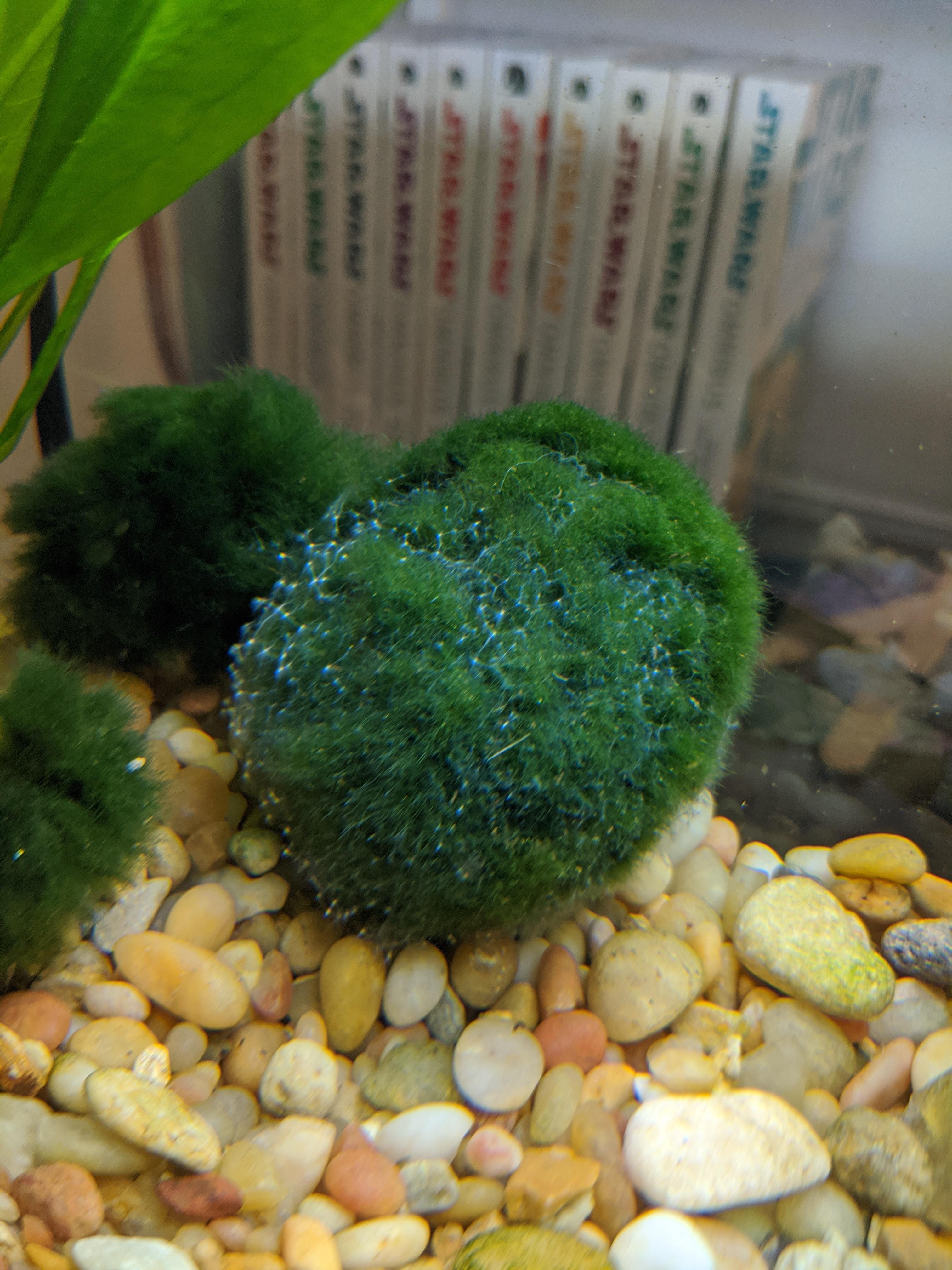 What's on my moss ball? Mystery webbing r/Aquariums