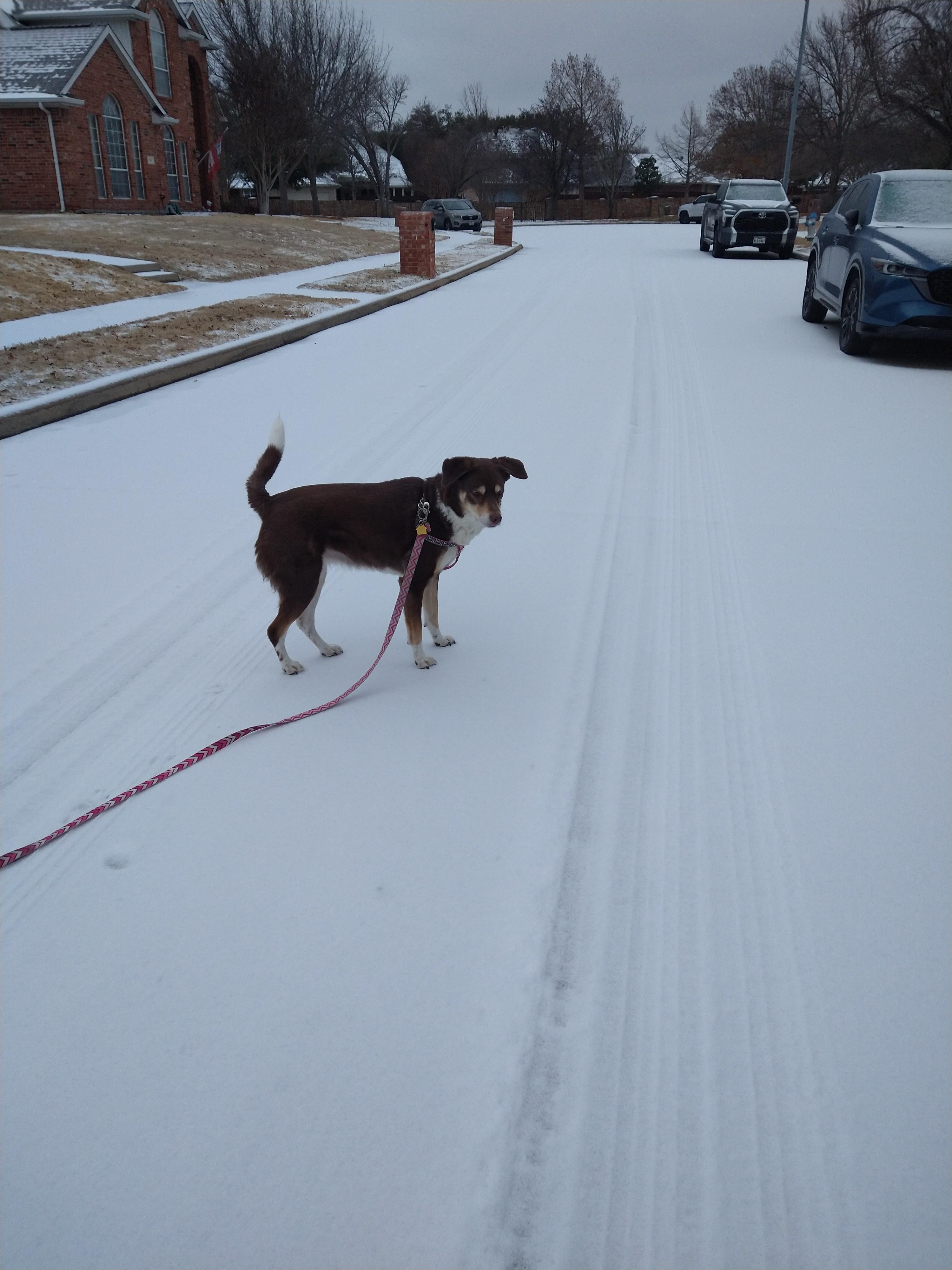 Snow??? r/Catahoula