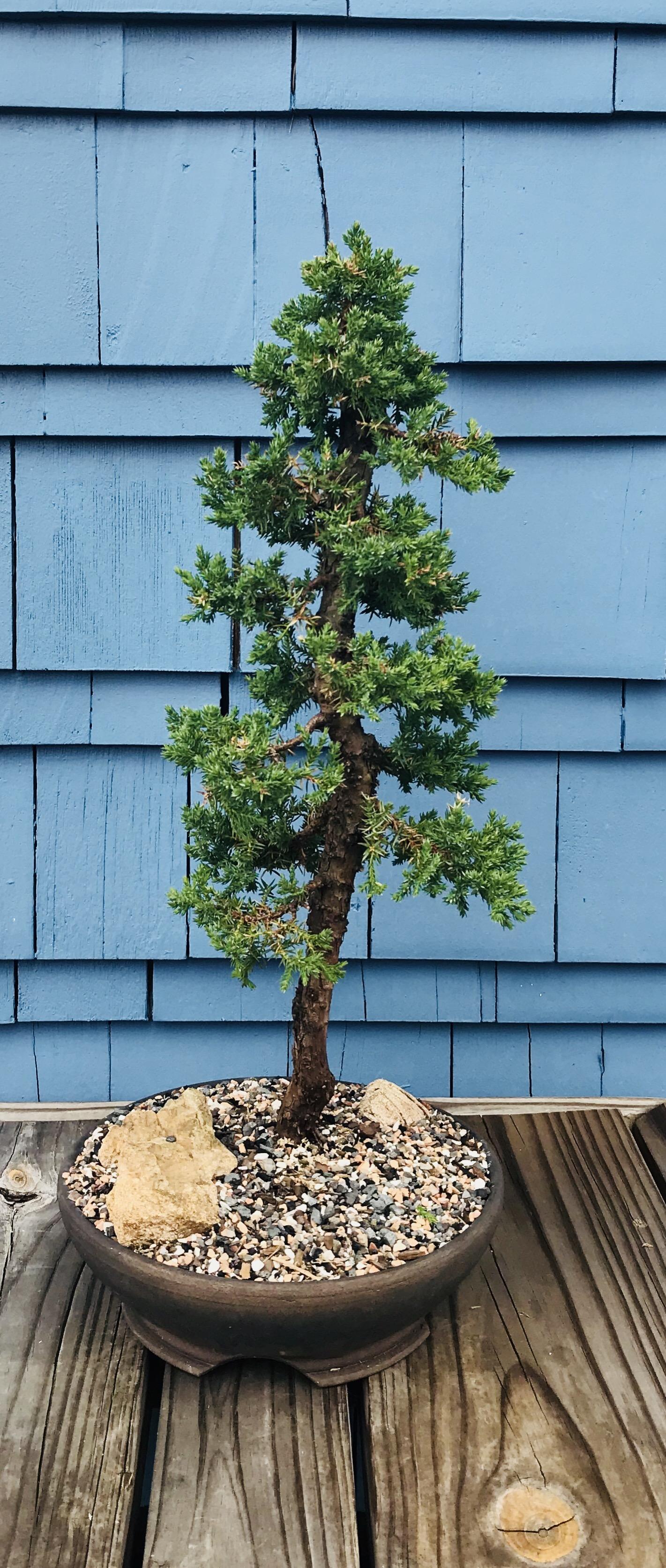 A juniper. Two years since chop r/Bonsai