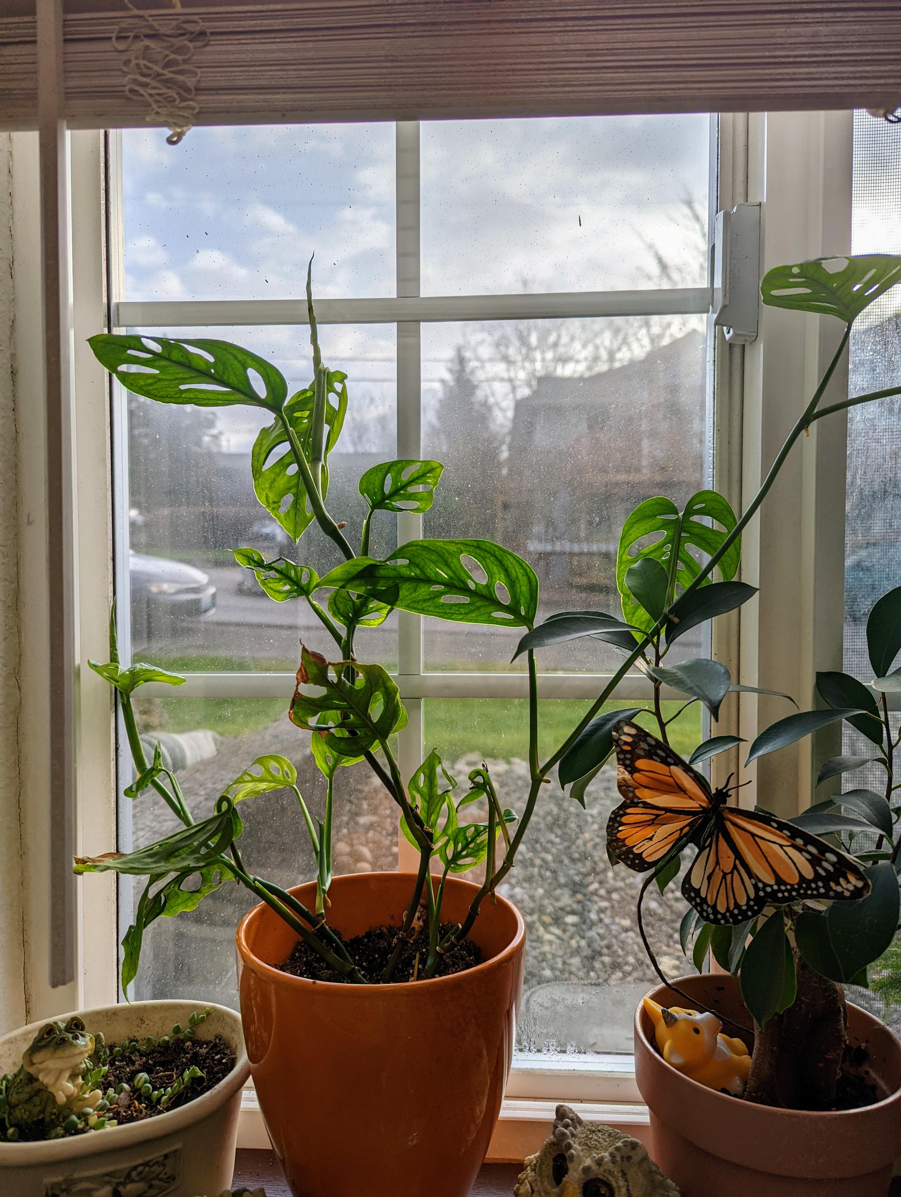 (OC) I bought this Swiss Cheese plant for 50 off because it was dying