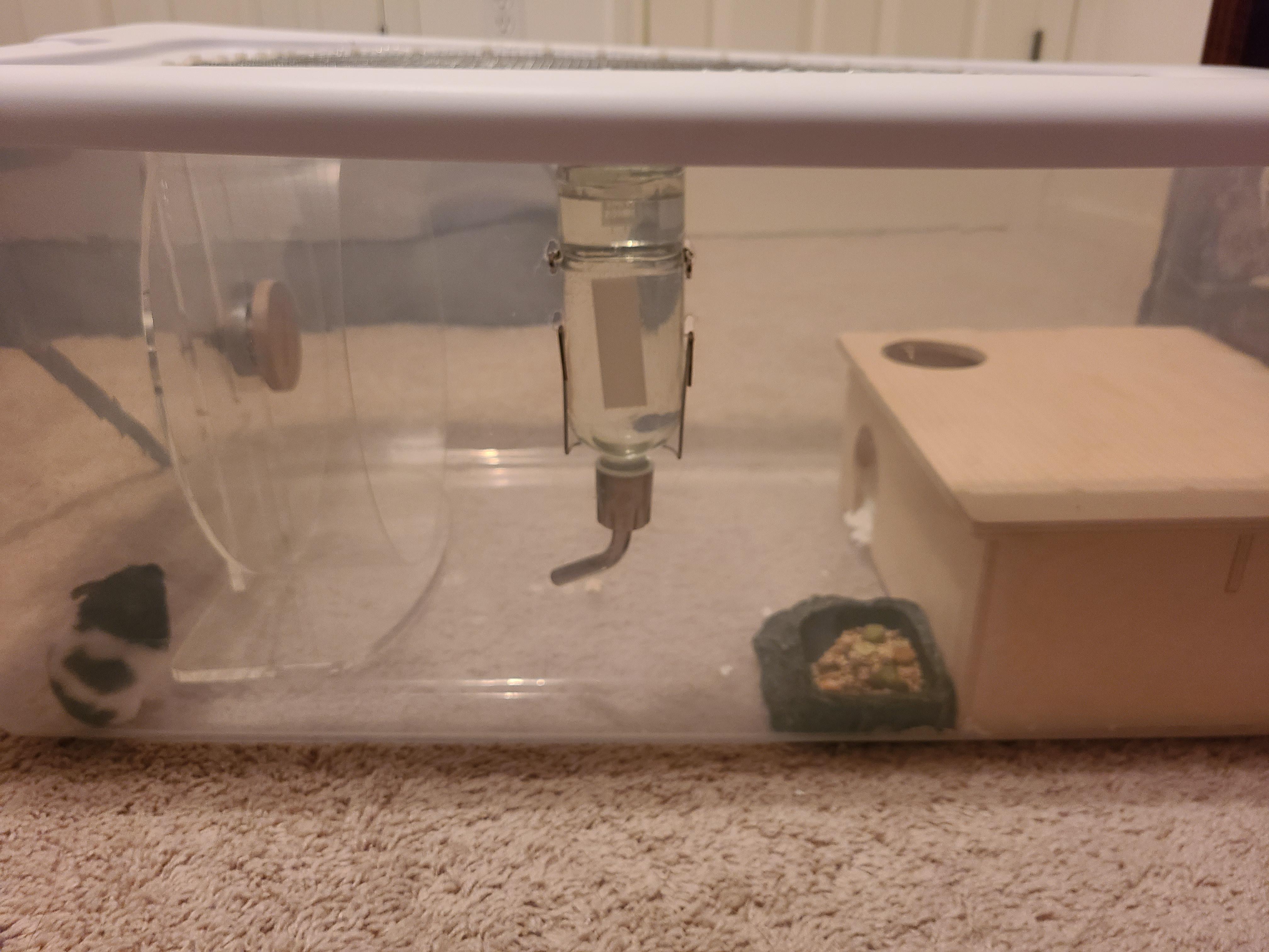 Tohru's hospital cage 😢 the change from the pet store to home must have