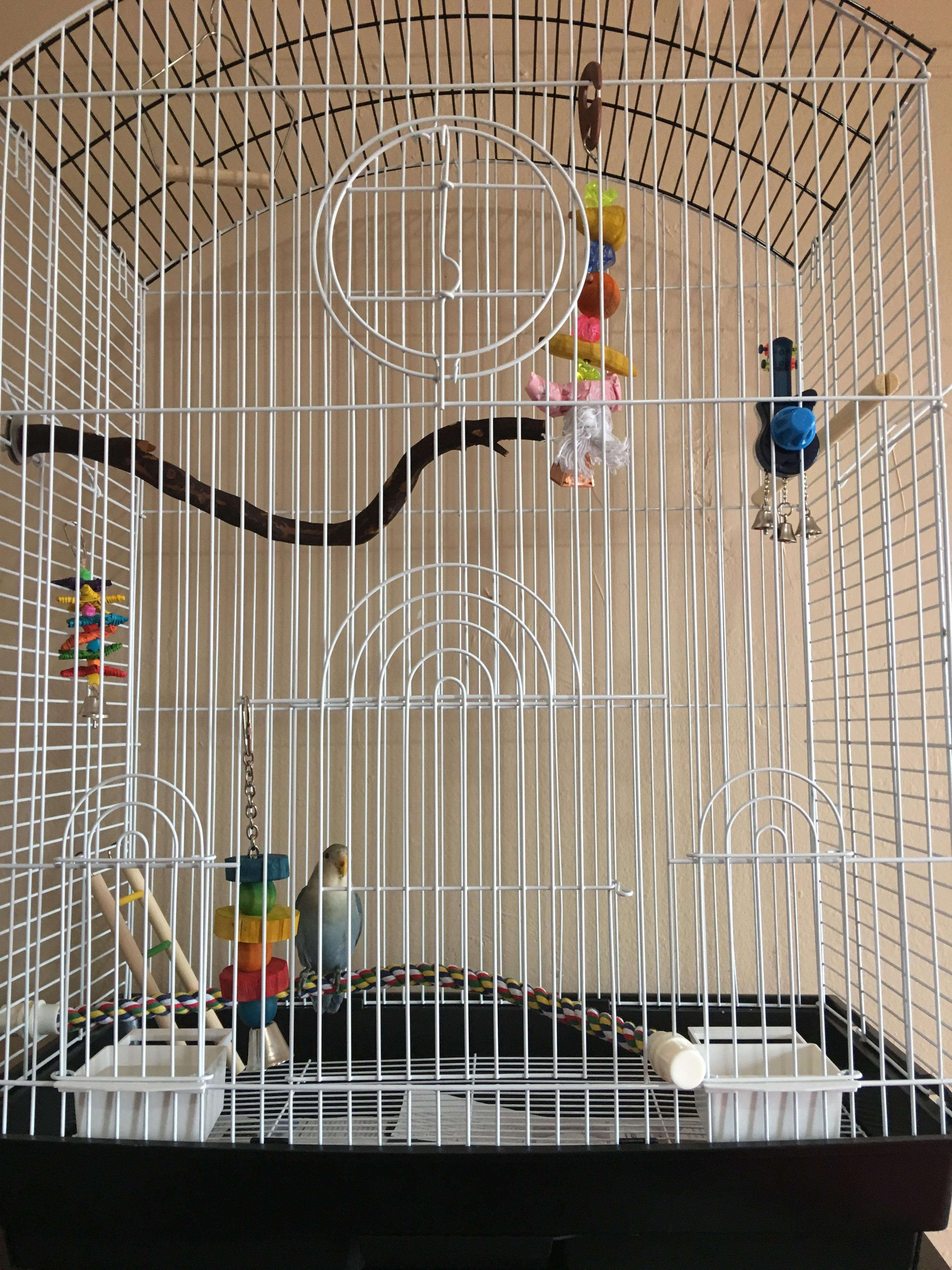 I got my lovebird Sapphire a new cage. Did I overdue it on the size or