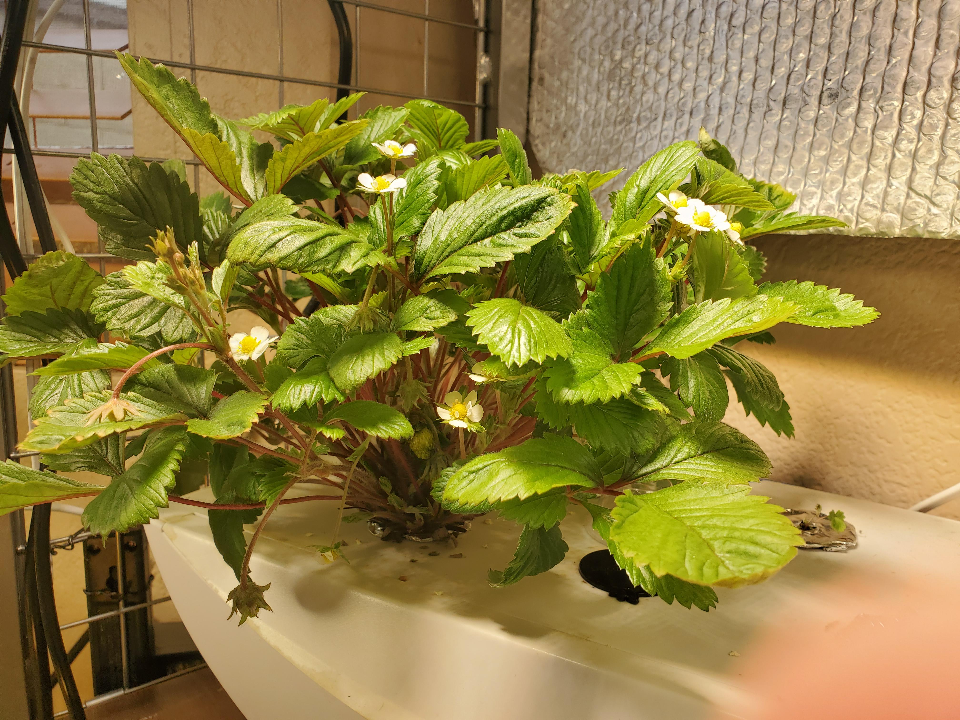 Yellow wonder wild strawberries to start the year fresh 💛