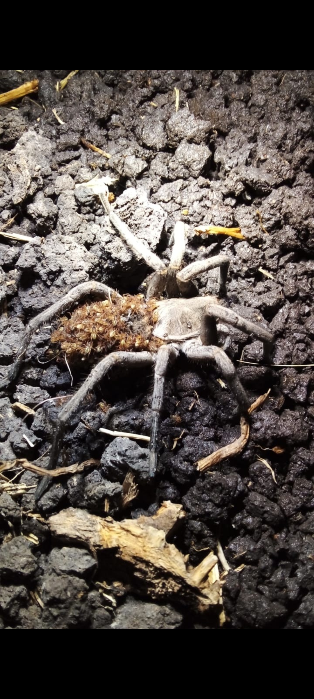 What spider is this, found in michoacan, mexico r/spiderID