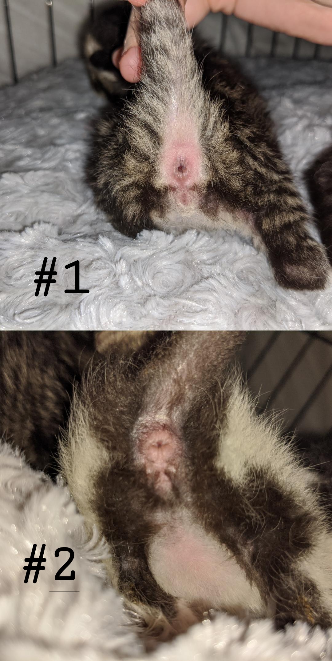 What gender are my kittens? I think 1 is a girl and 2 is a boy? kittens