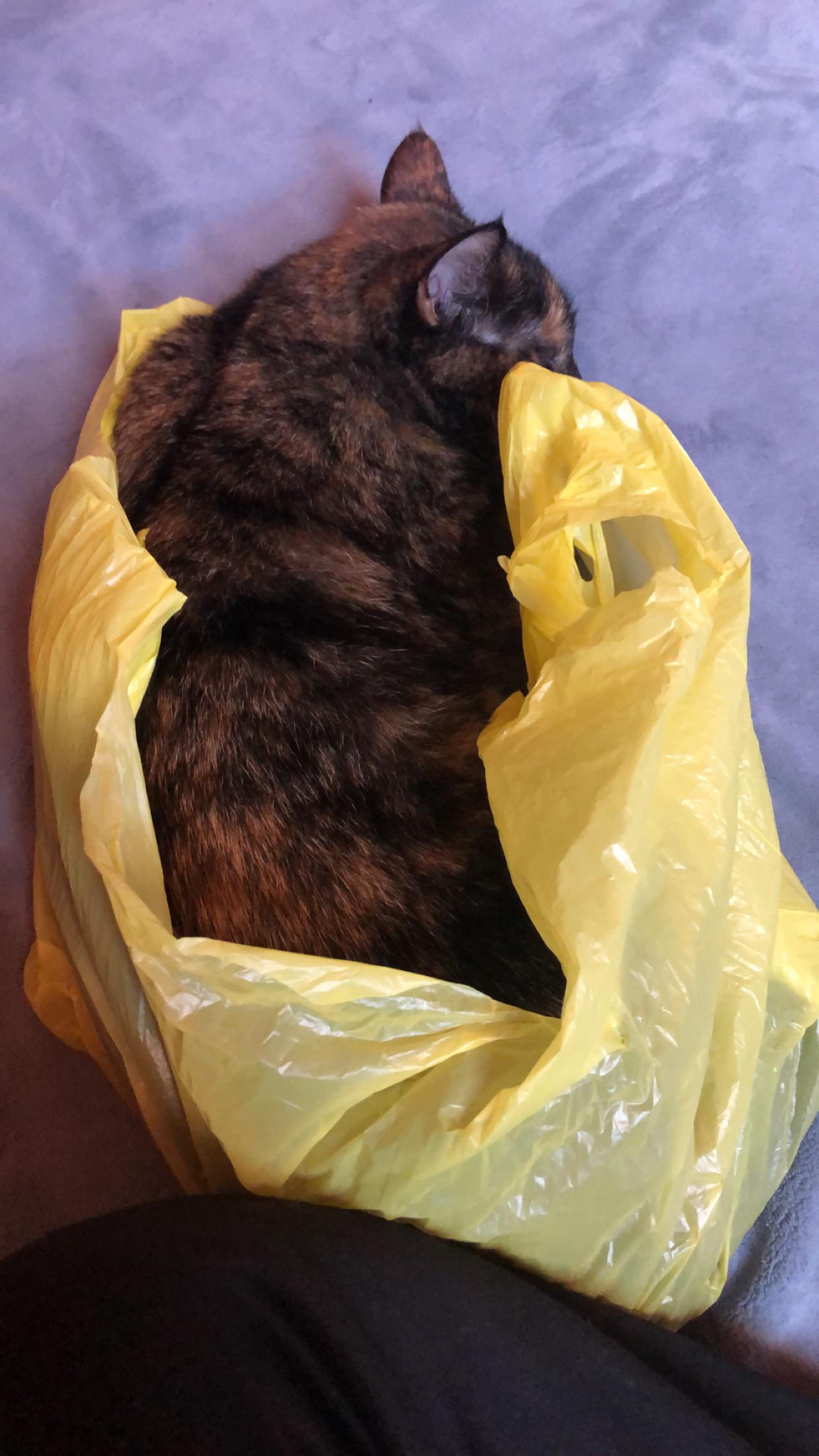 Why do cats love plastic bags so much? ☺️ r/TortieCats