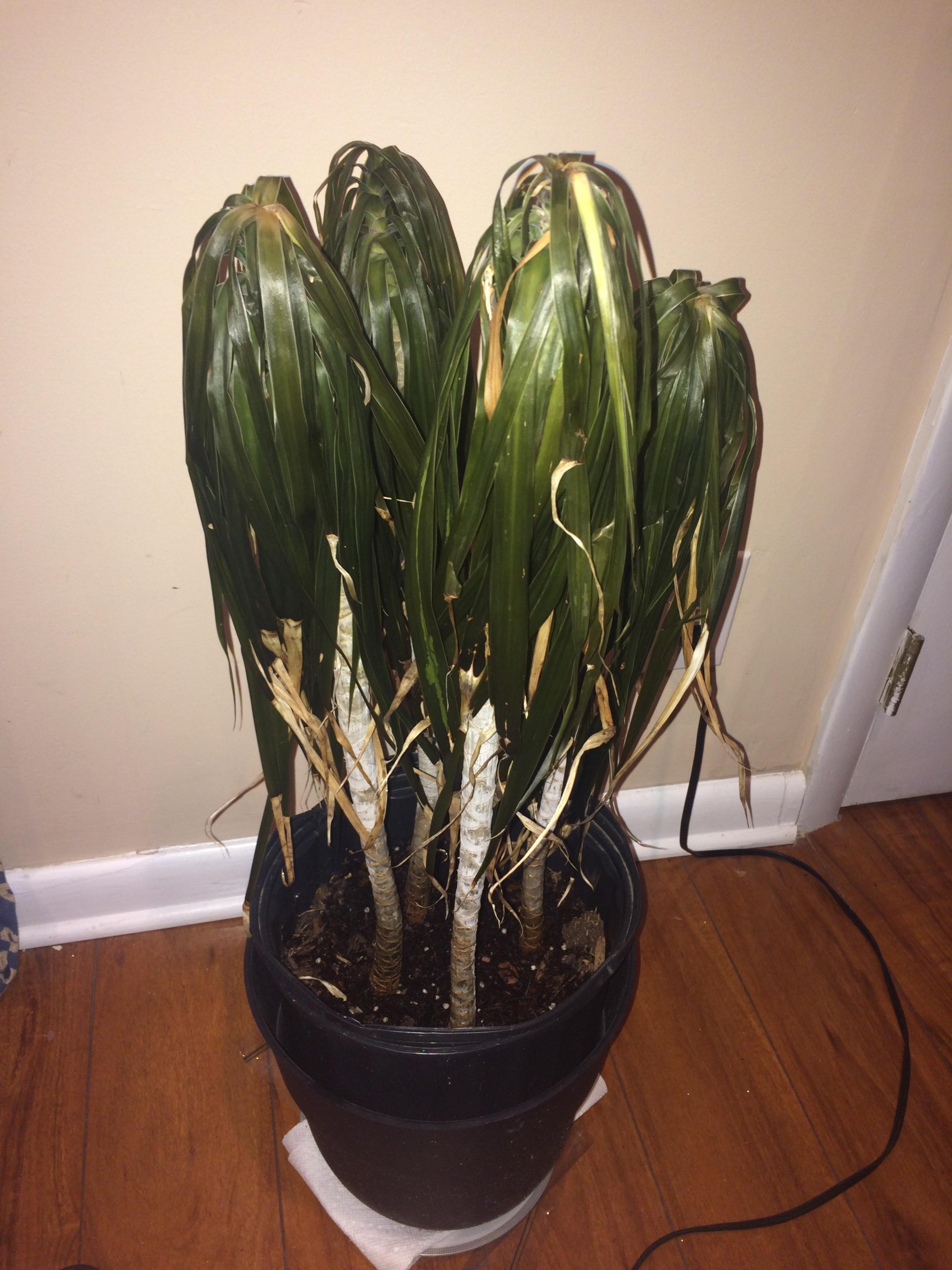 Dead or alive? Indoor plant was exposed to cold weather and now back