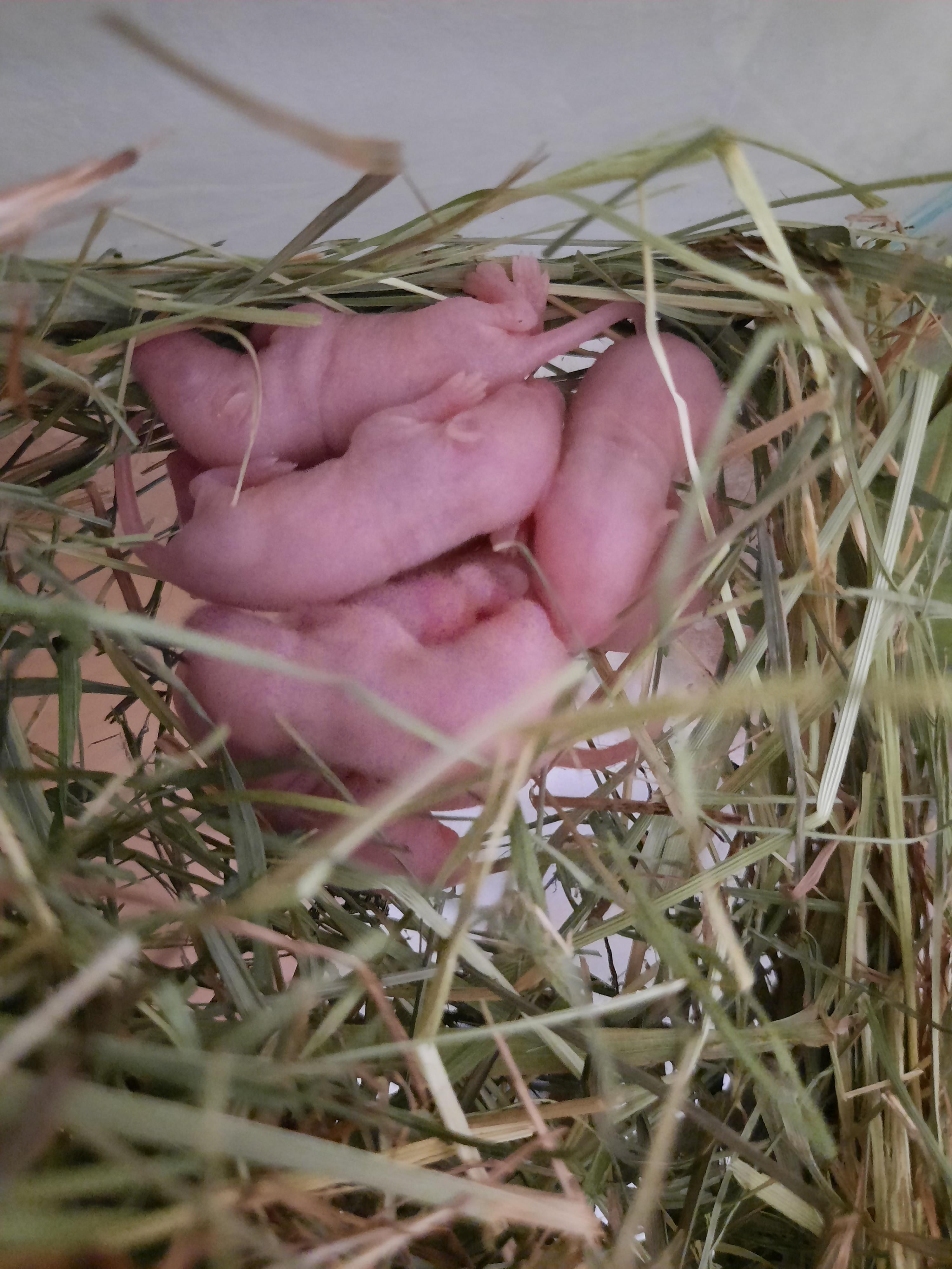 Our baby mice, 5 days old. Still sleeping much, but they have times