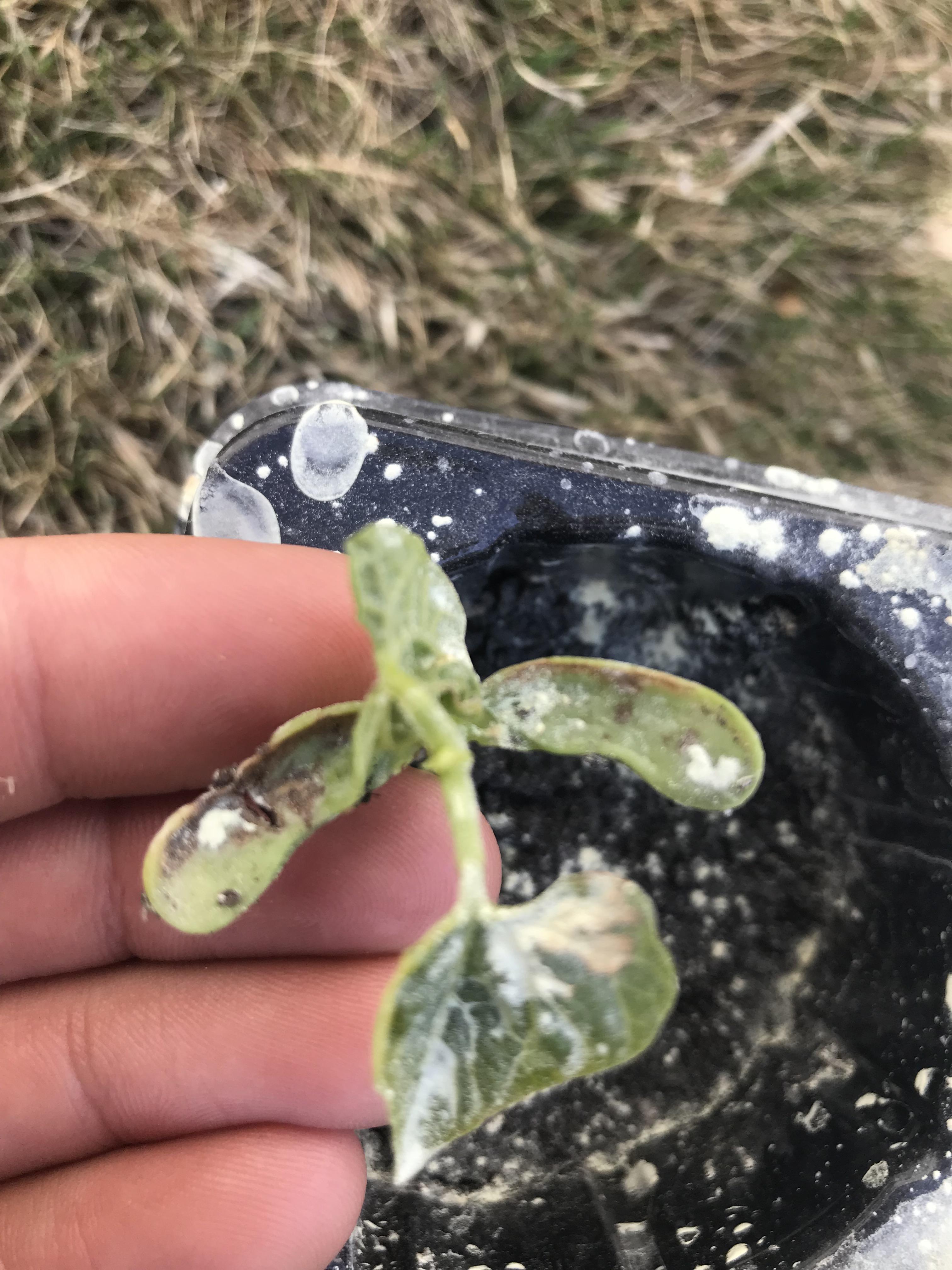 Beans are getting brown spots and seeds aren’t germinating I live