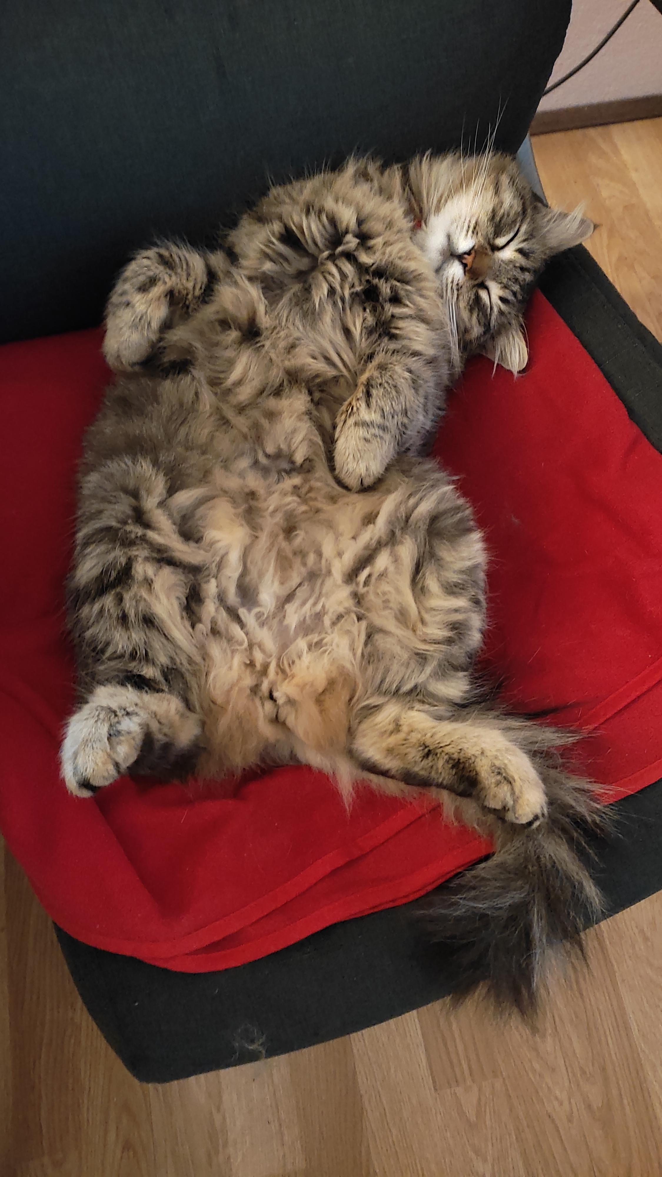 Does your cat sleep in weird positions like my softest little boy? r/cats