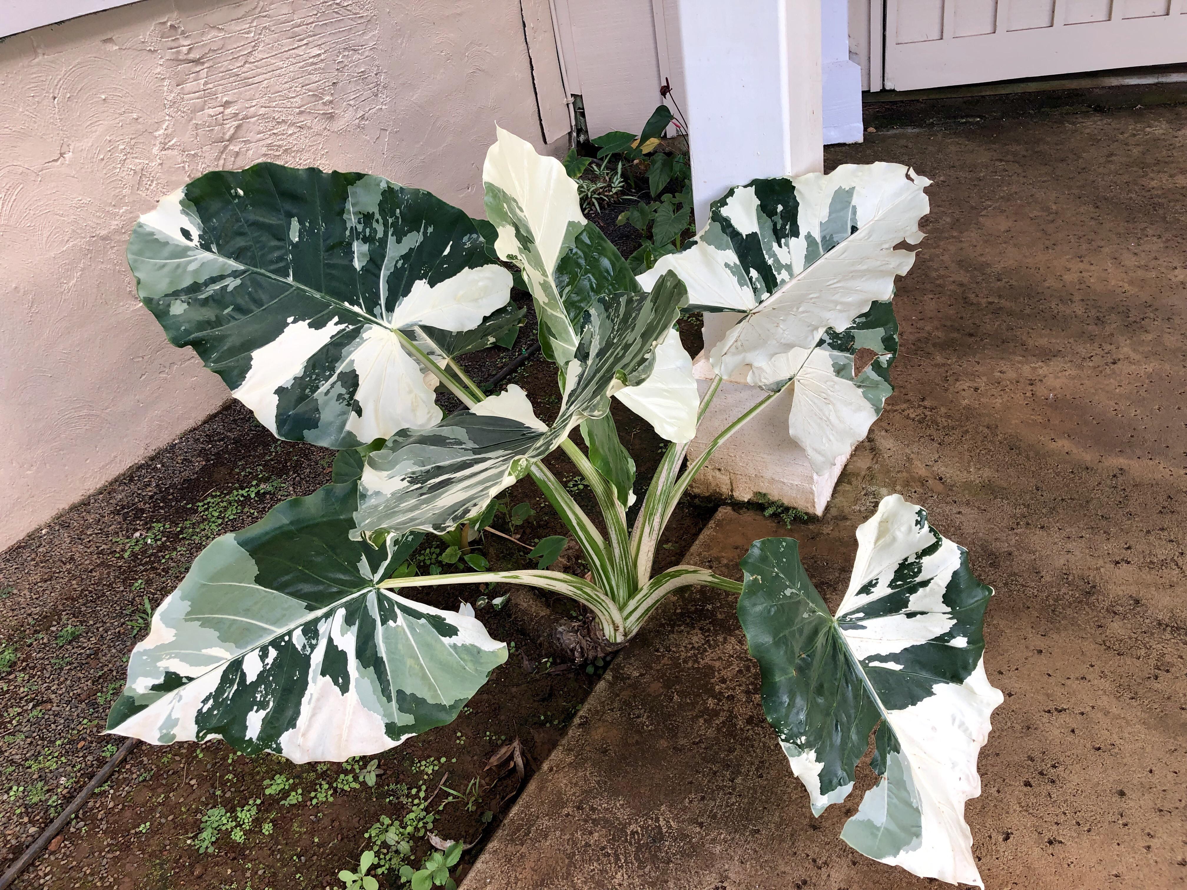 Beautiful variegated elephant ears I spotted on the street in Kauai